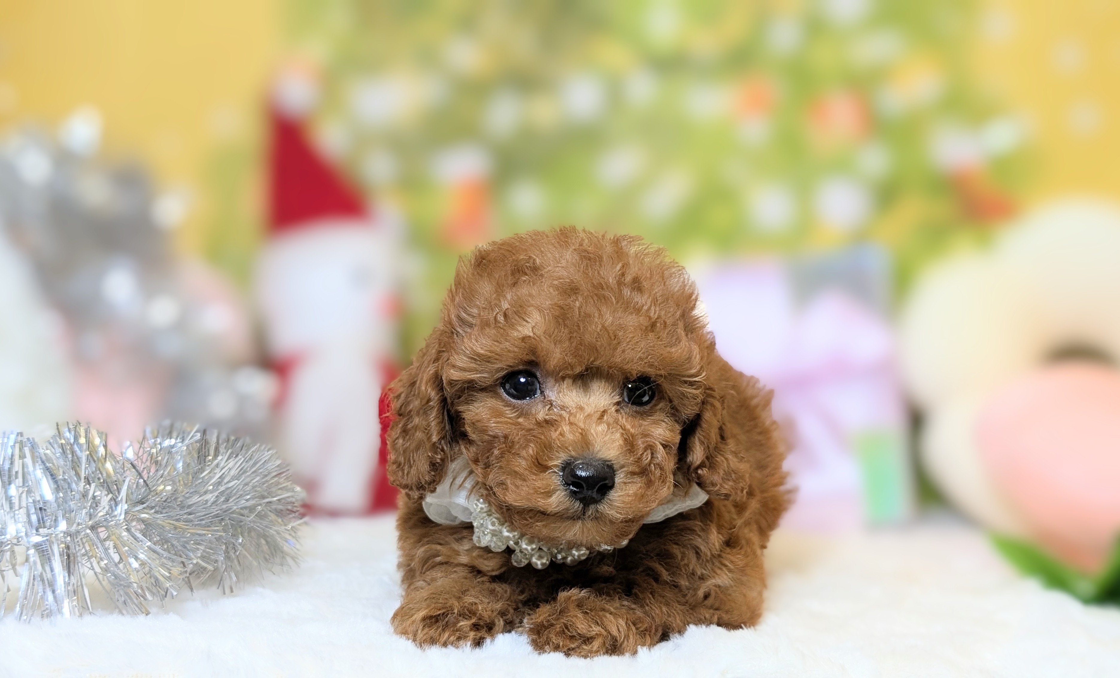 兵庫県のトイプードル(トイ) (ペッツワン神戸西神南店/2025年10月21日生まれ/男の子/レッドフォーン)の子犬の3枚目の画像