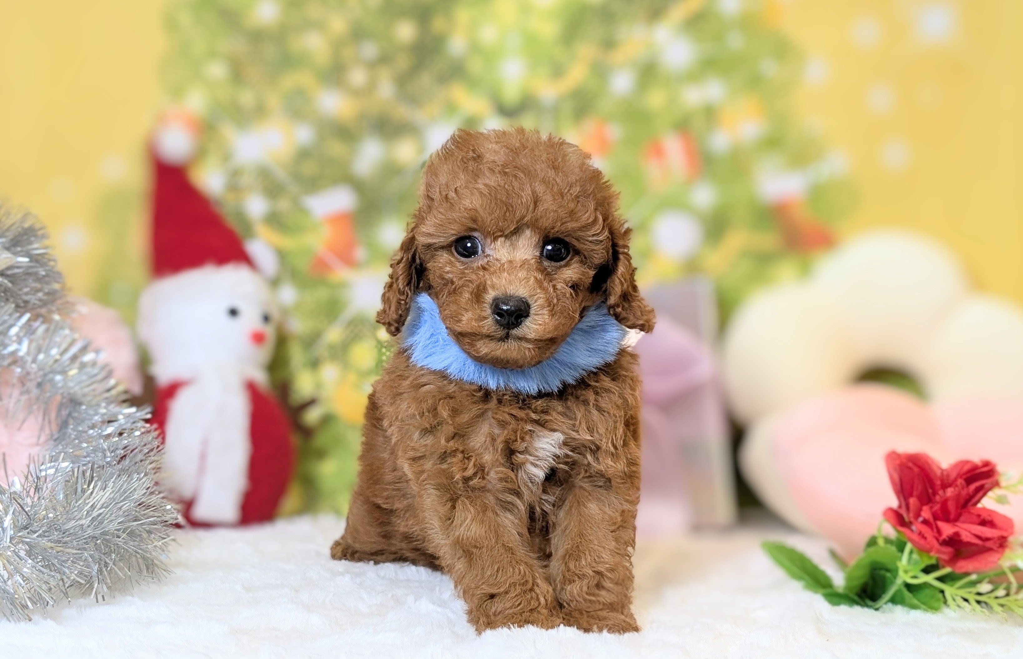 兵庫県のトイプードル(トイ) (ペッツワン神戸西神南店/2025年10月21日生まれ/男の子/レッドフォーン)の子犬の1枚目の画像