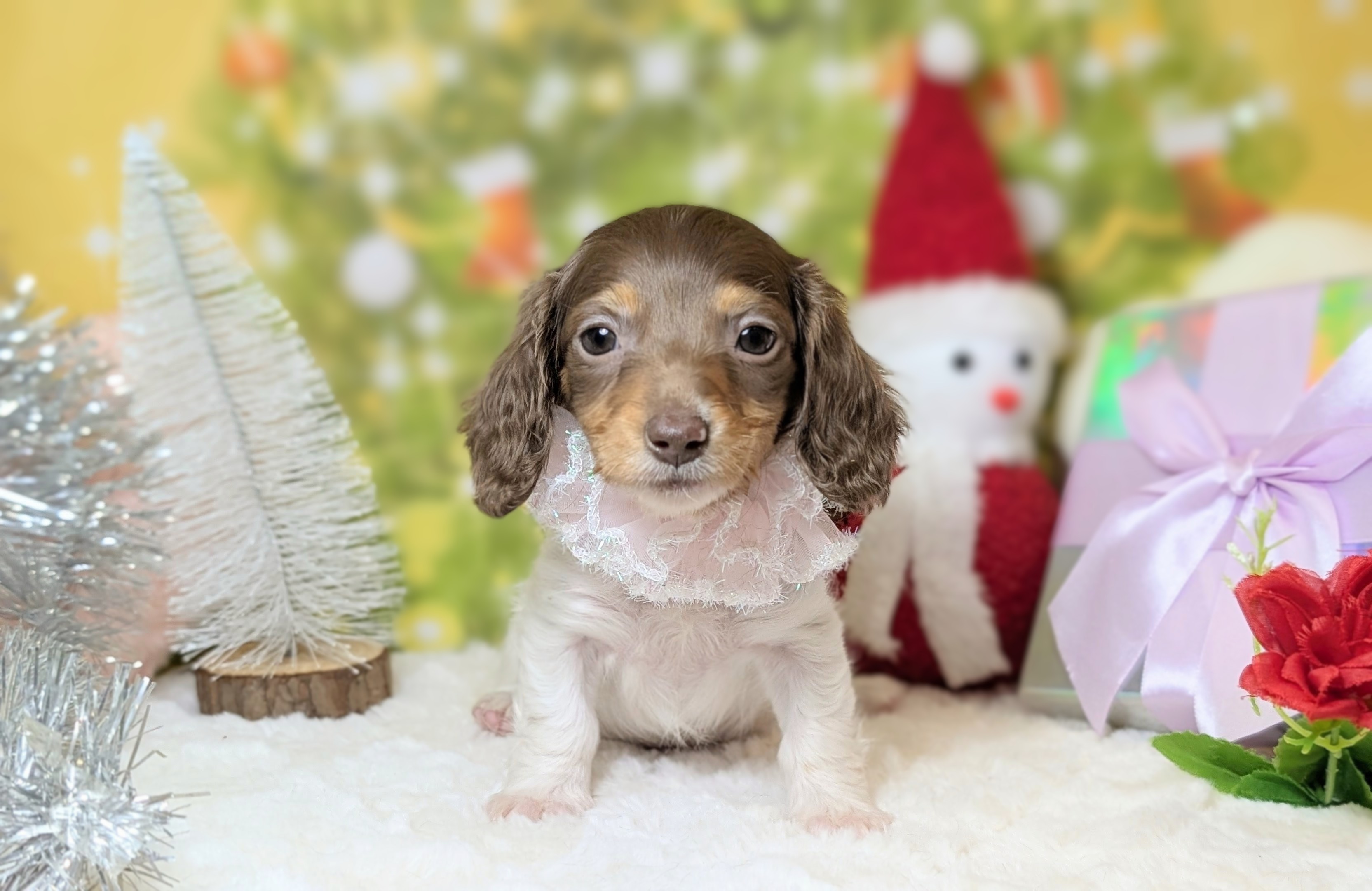 兵庫県のミニチュアダックスフンド(ロング) (ペッツワン神戸西神南店/2025年10月23日生まれ/女の子/チョコレートタンパイボールド)の子犬の1枚目の画像