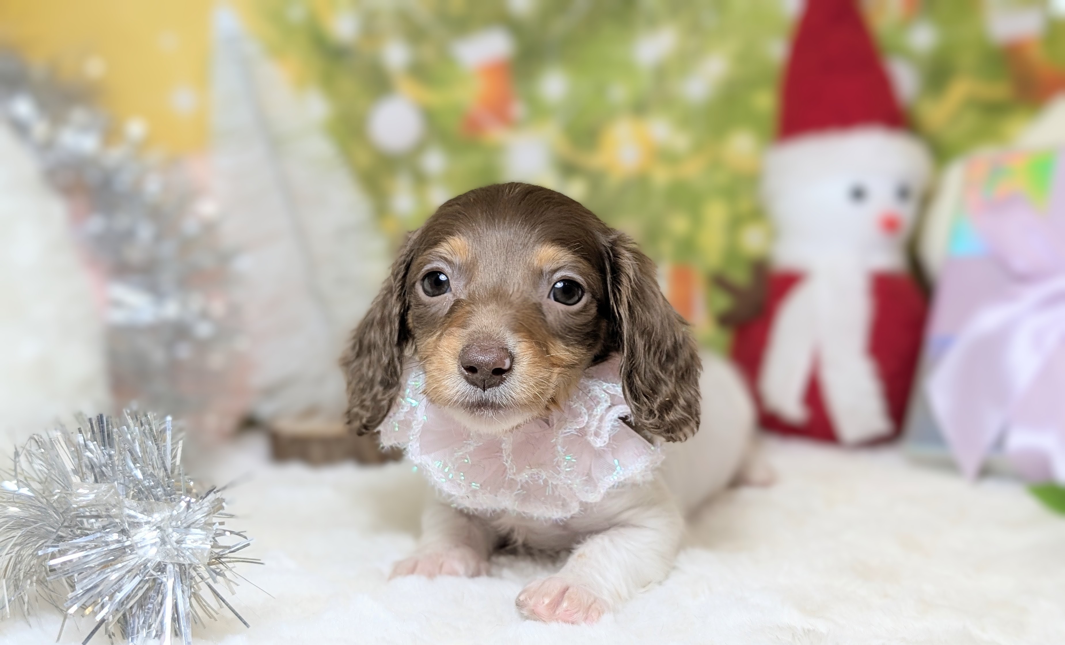 兵庫県のミニチュアダックスフンド(ロング) (ペッツワン神戸西神南店/2025年10月23日生まれ/女の子/チョコレートタンパイボールド)の子犬の2枚目の画像