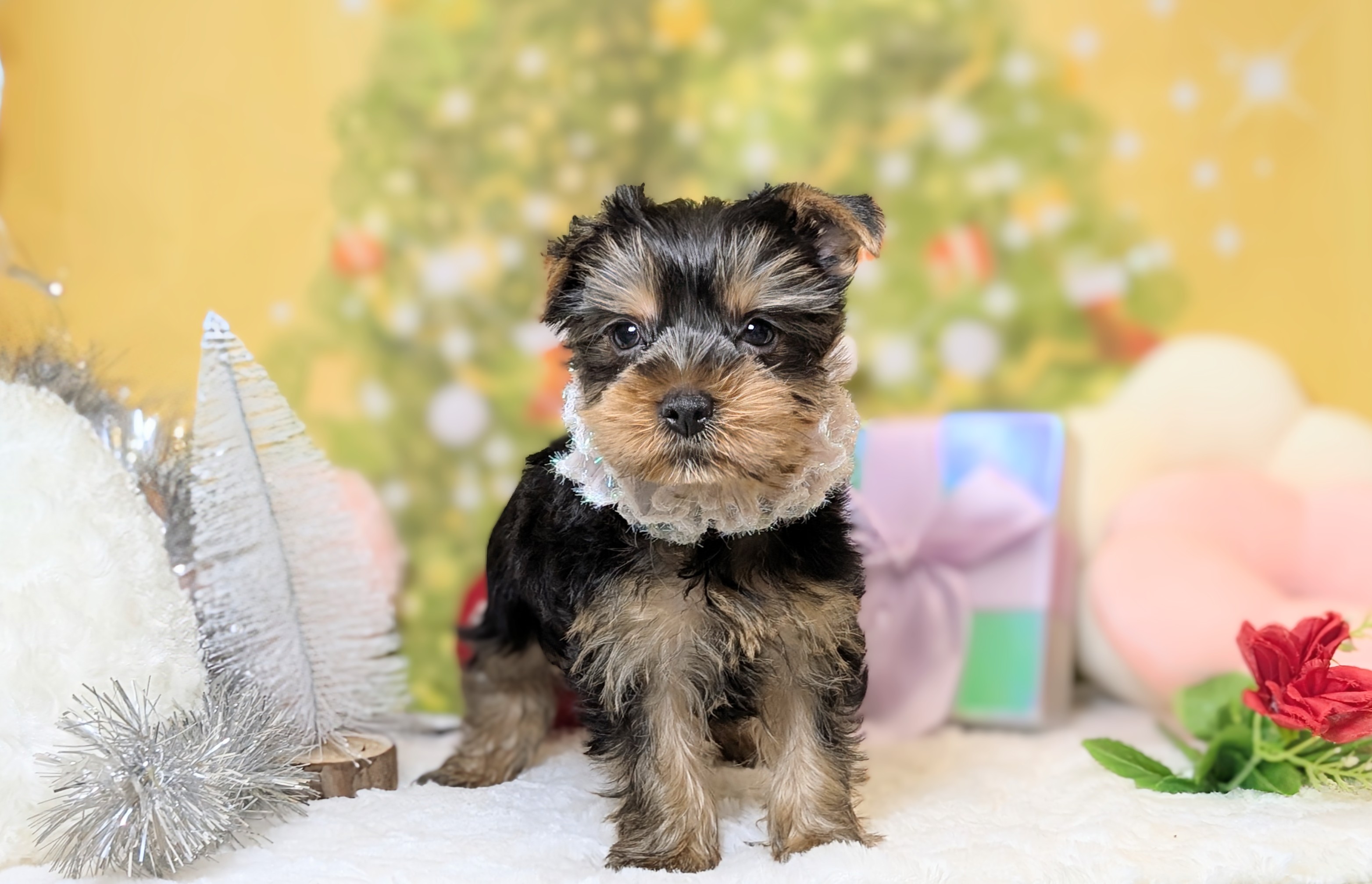 兵庫県のヨークシャーテリア (ペッツワン神戸西神南店/2025年10月21日生まれ/女の子/スチールブルータン)の子犬の2枚目の画像