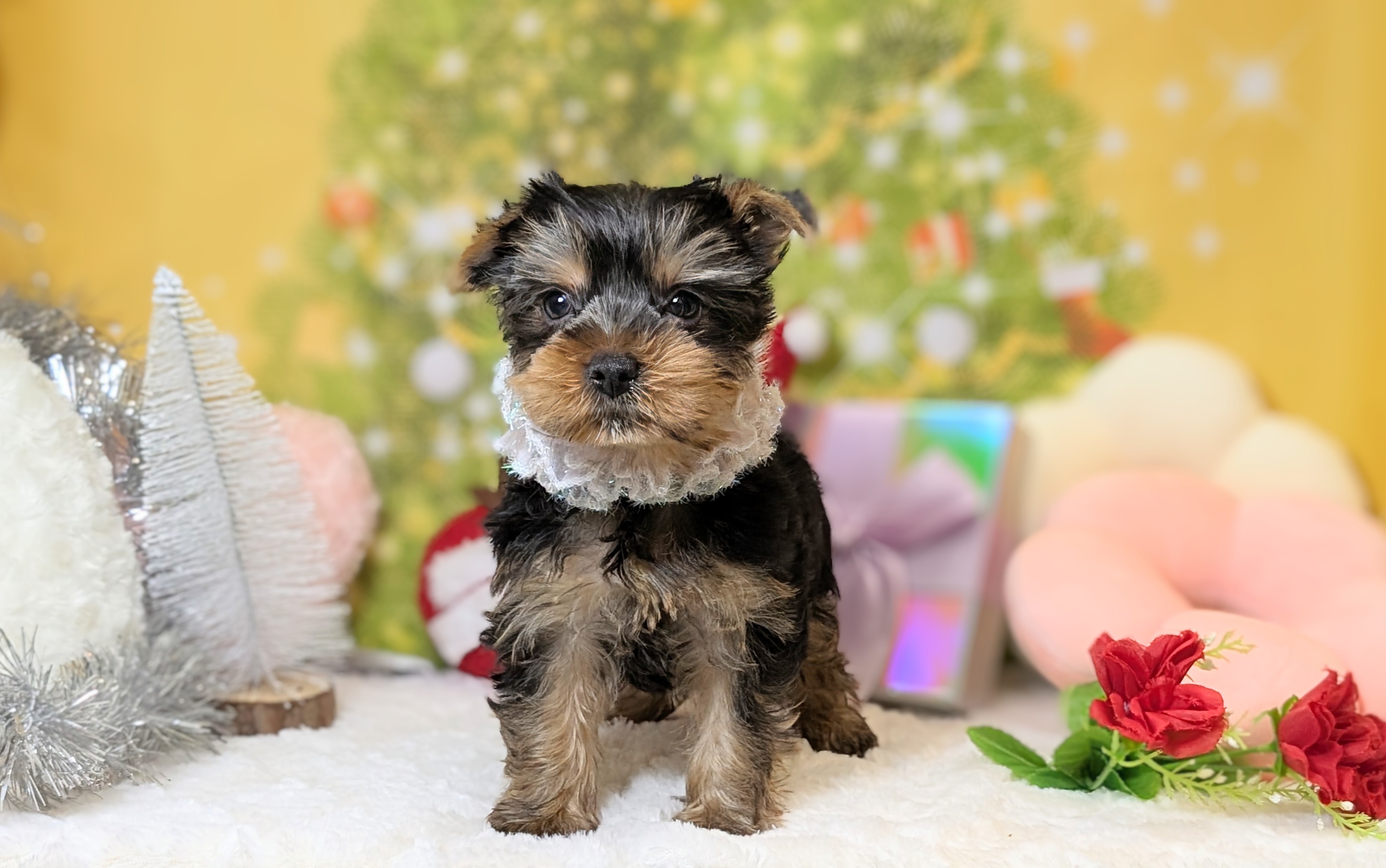 兵庫県のヨークシャーテリア (ペッツワン神戸西神南店/2025年10月21日生まれ/女の子/スチールブルータン)の子犬の3枚目の画像