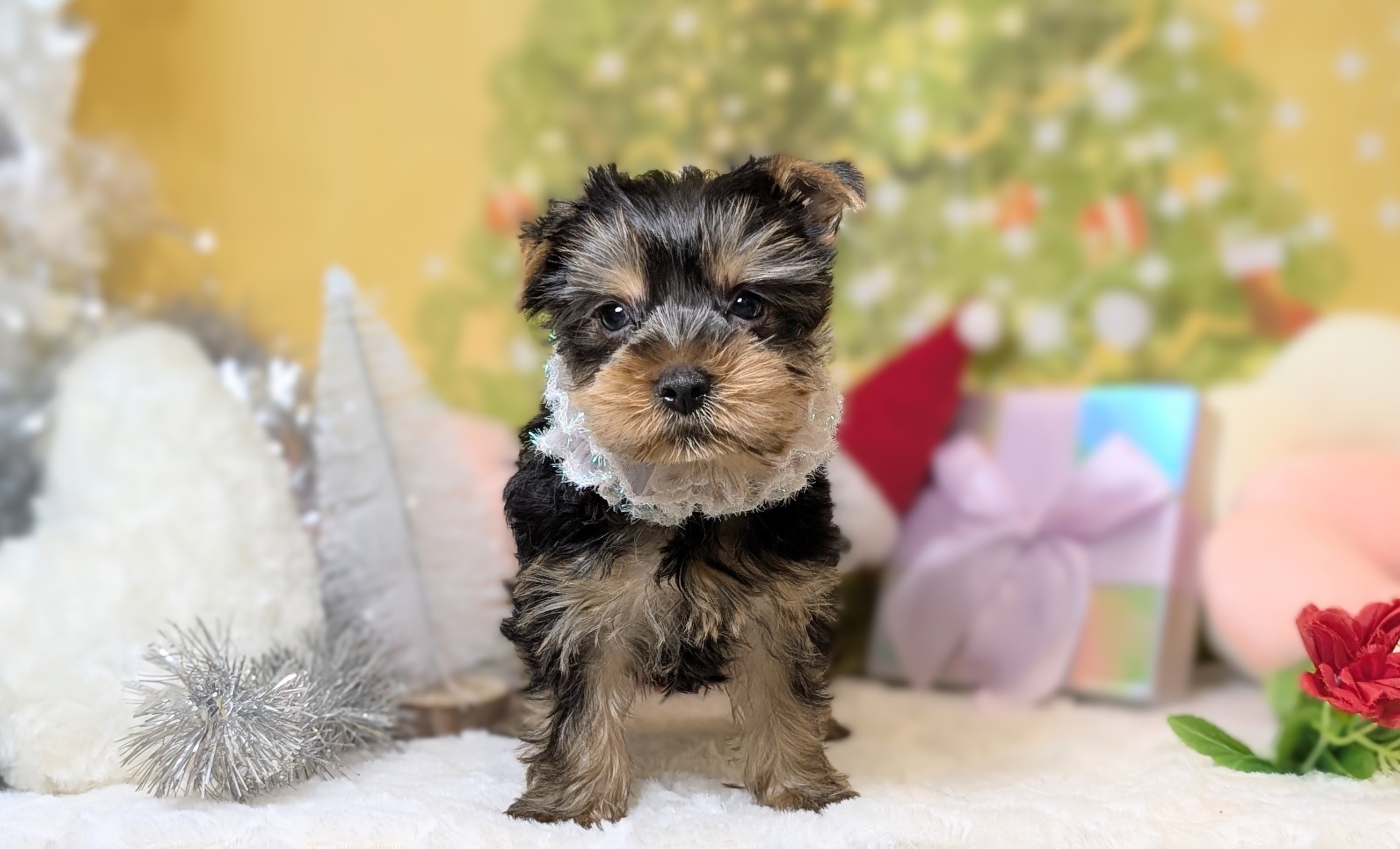 兵庫県のヨークシャーテリア (ペッツワン神戸西神南店/2025年10月21日生まれ/女の子/スチールブルータン)の子犬の1枚目の画像