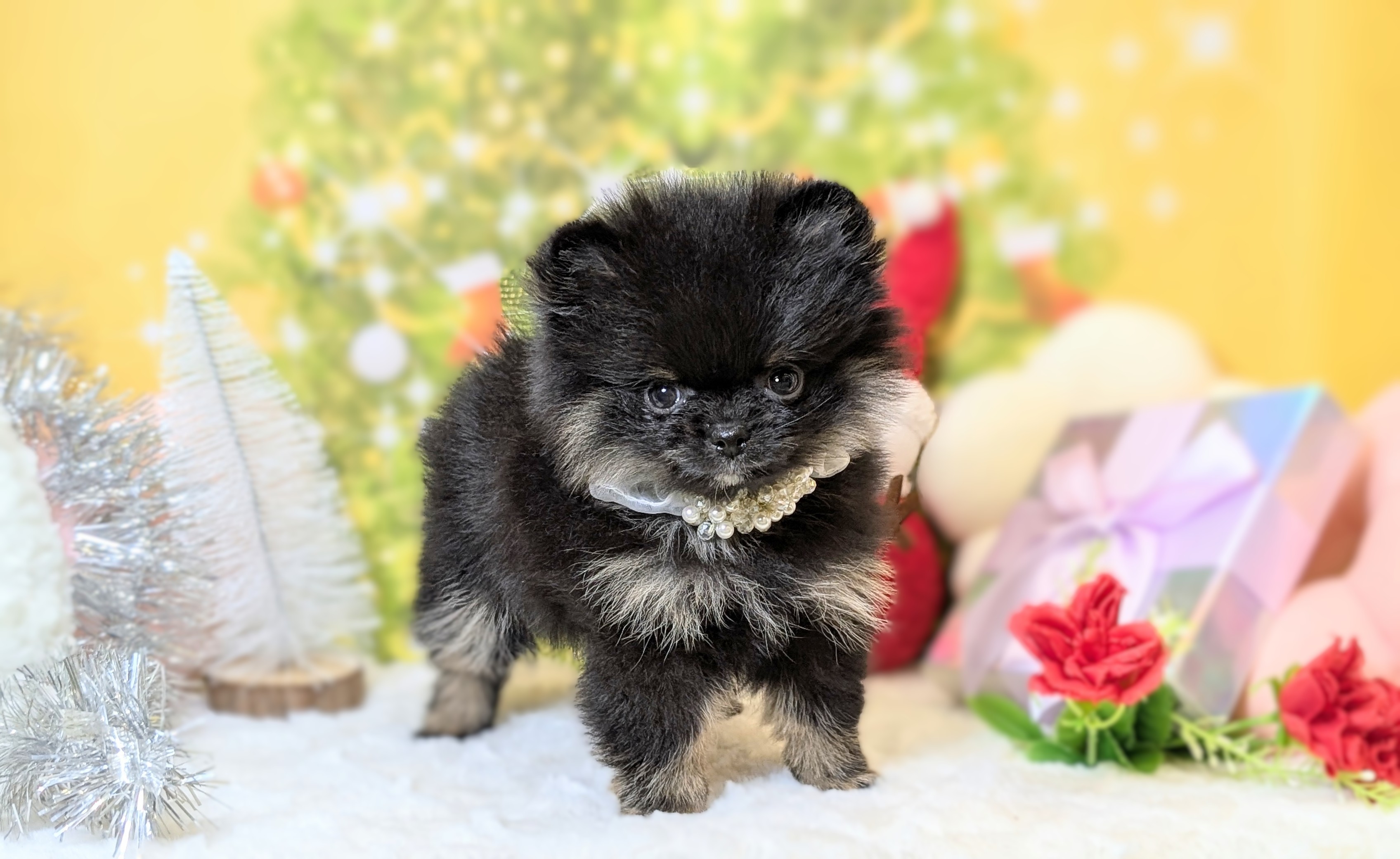 兵庫県のポメラニアン (ペッツワン神戸西神南店/2025年10月22日生まれ/男の子/ブラックタン)の子犬の1枚目の画像