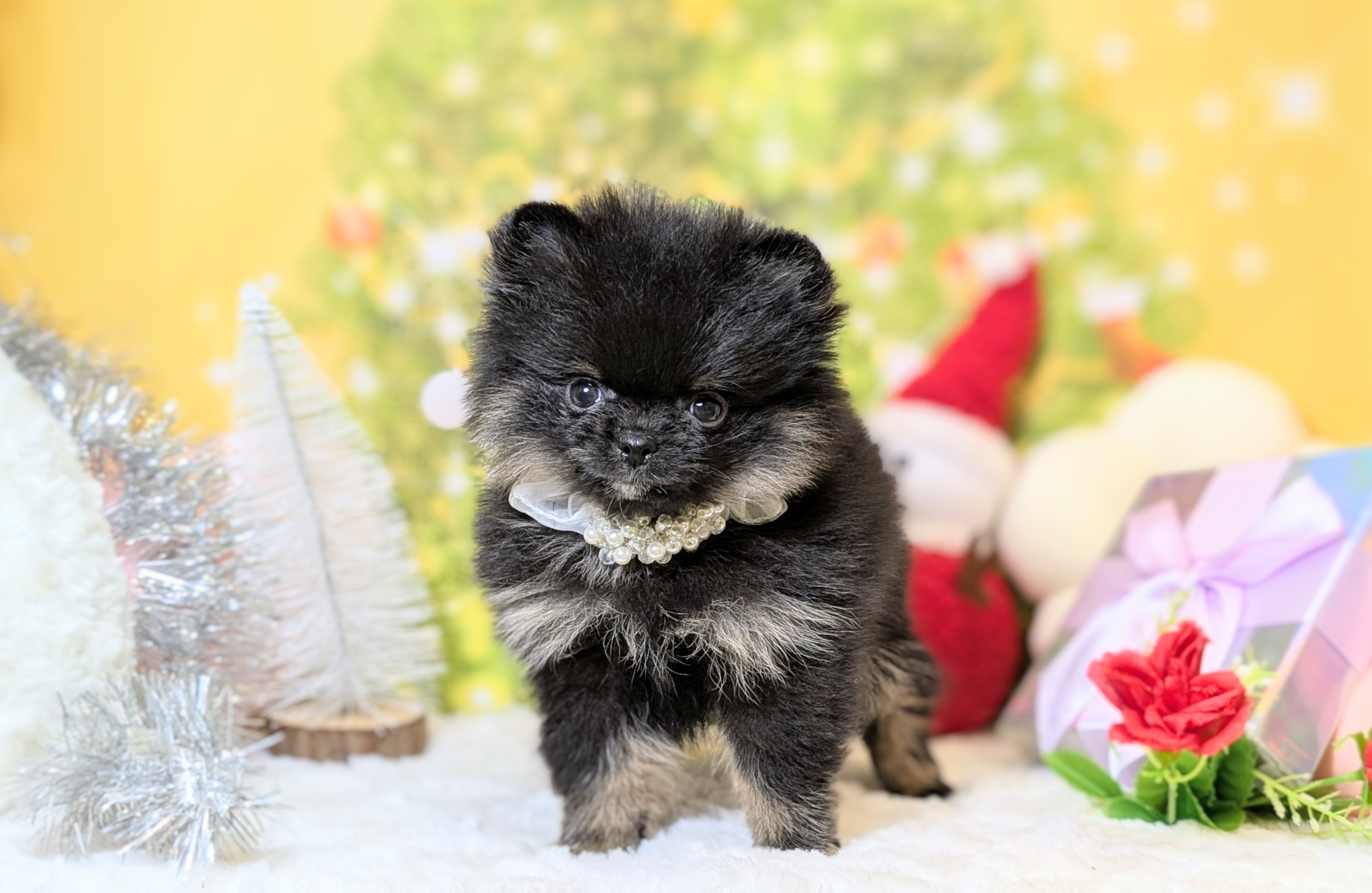 兵庫県のポメラニアン (ペッツワン神戸西神南店/2025年10月22日生まれ/男の子/ブラックタン)の子犬の2枚目の画像