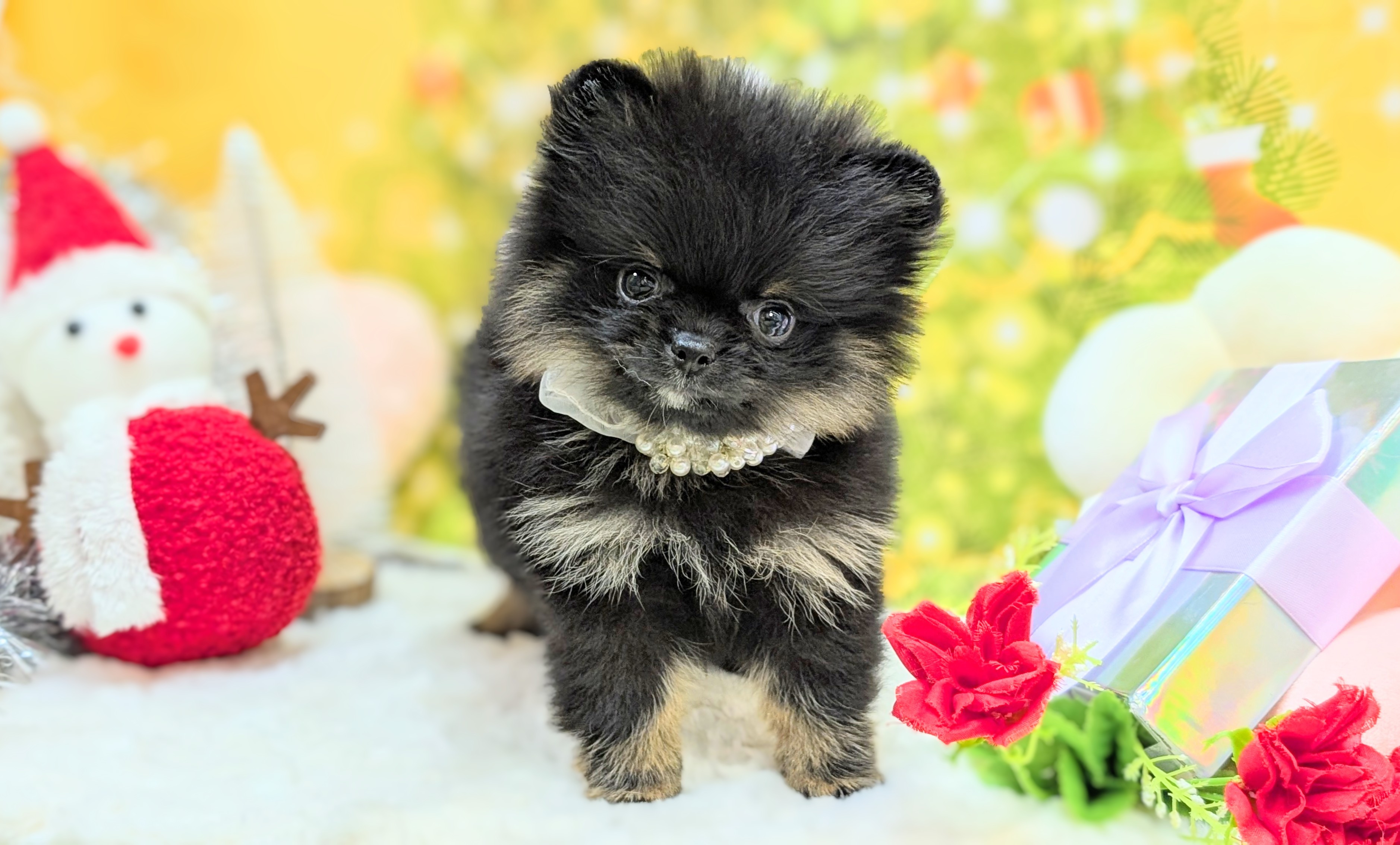 兵庫県のポメラニアン (ペッツワン神戸西神南店/2025年10月22日生まれ/男の子/ブラックタン)の子犬の3枚目の画像