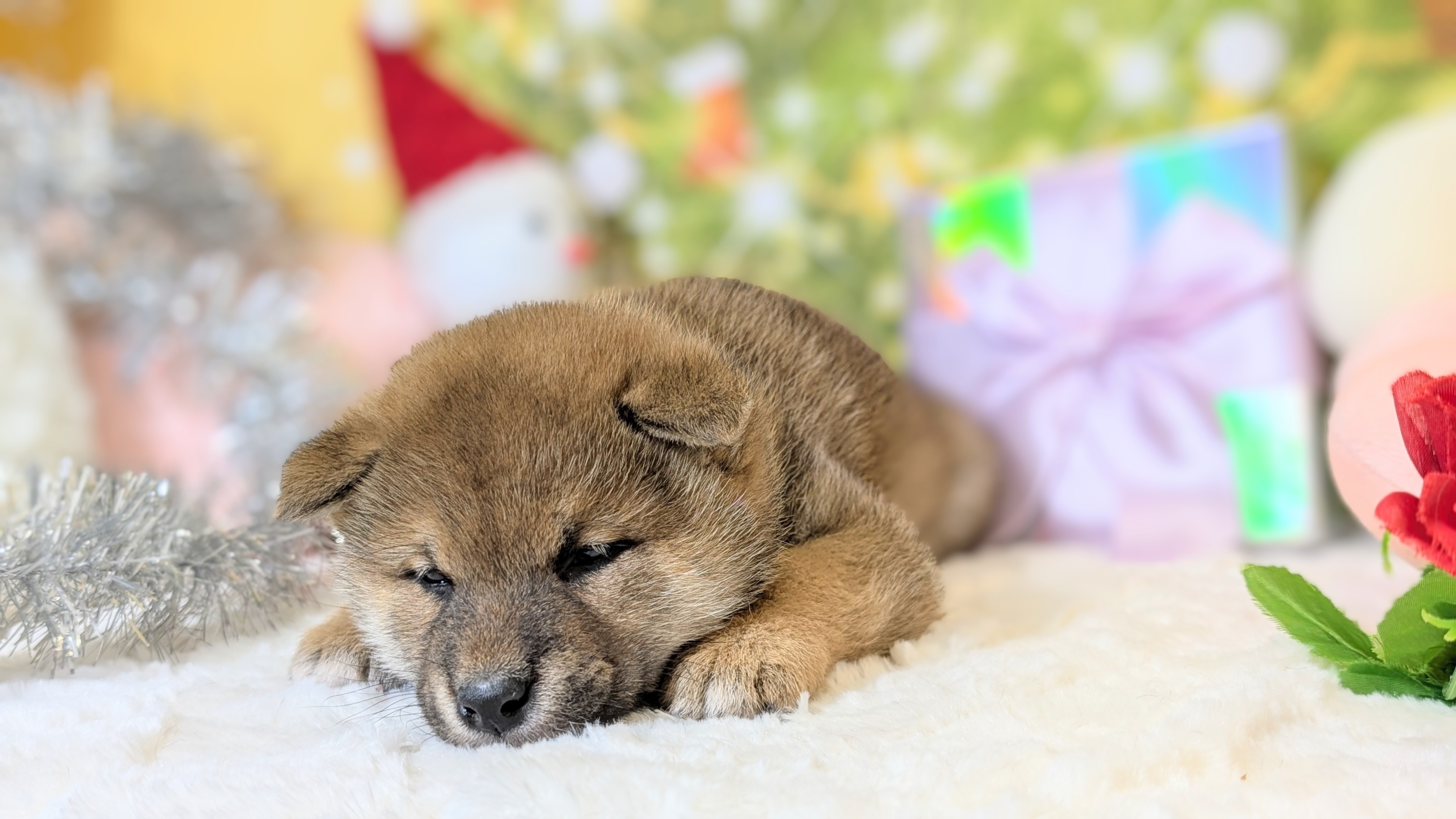 兵庫県の柴犬(標準サイズ) (ペッツワン神戸西神南店/2025年10月23日生まれ/男の子/赤)の子犬の3枚目の画像