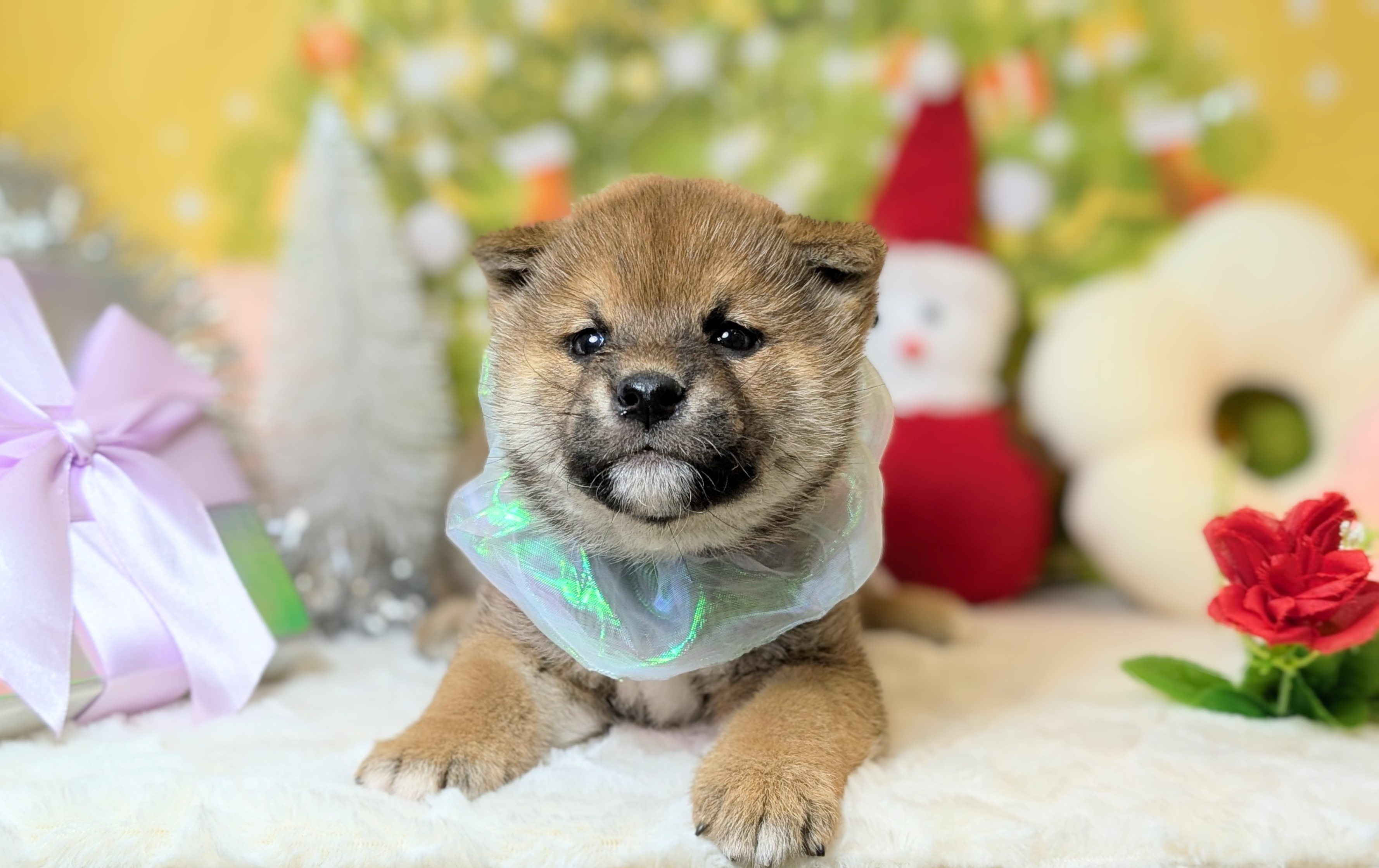 兵庫県の柴犬(標準サイズ) (ペッツワン神戸西神南店/2025年10月23日生まれ/男の子/赤)の子犬の2枚目の画像