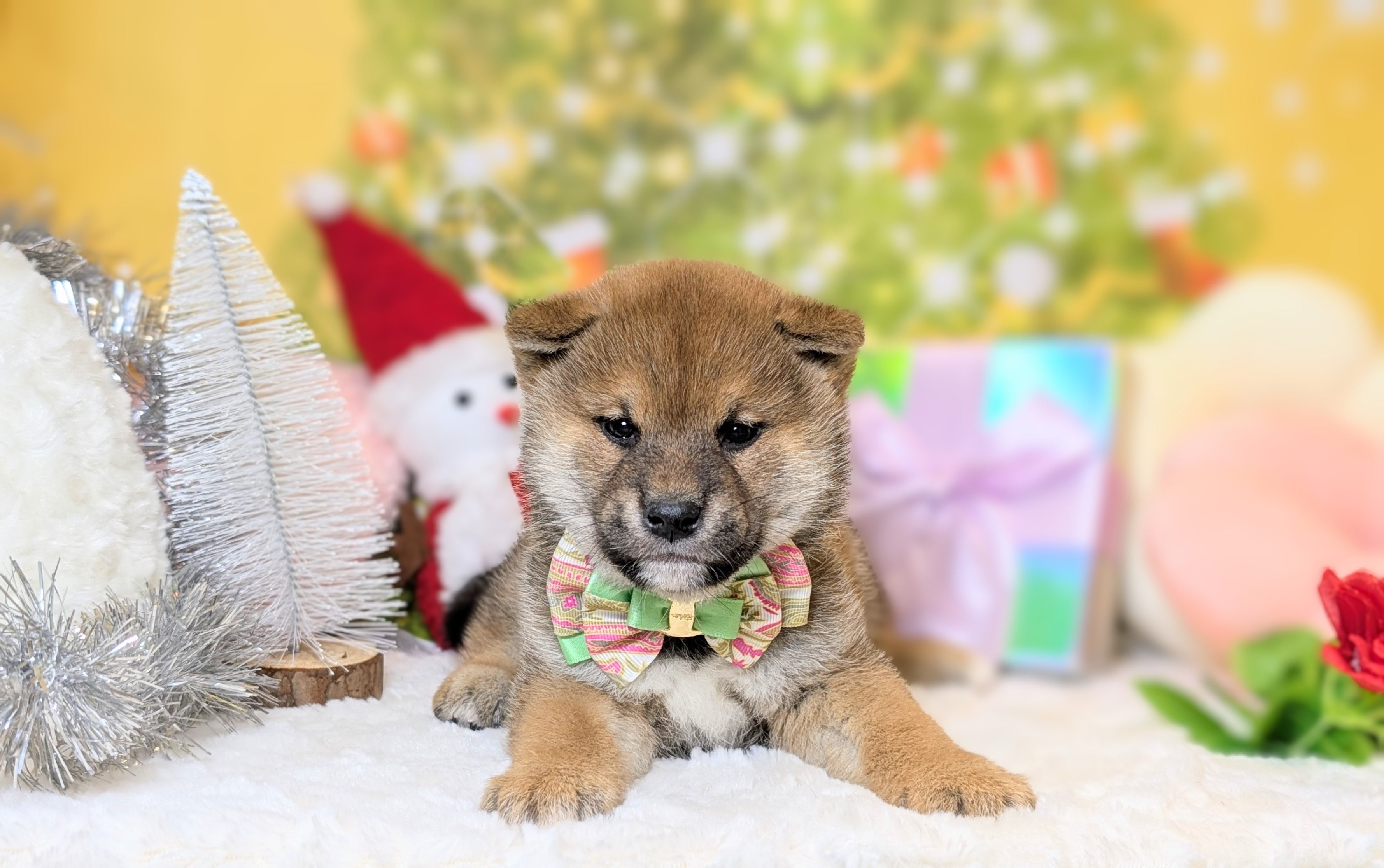兵庫県の柴犬(標準サイズ) (ペッツワン神戸西神南店/2025年10月23日生まれ/男の子/赤)の子犬の1枚目の画像