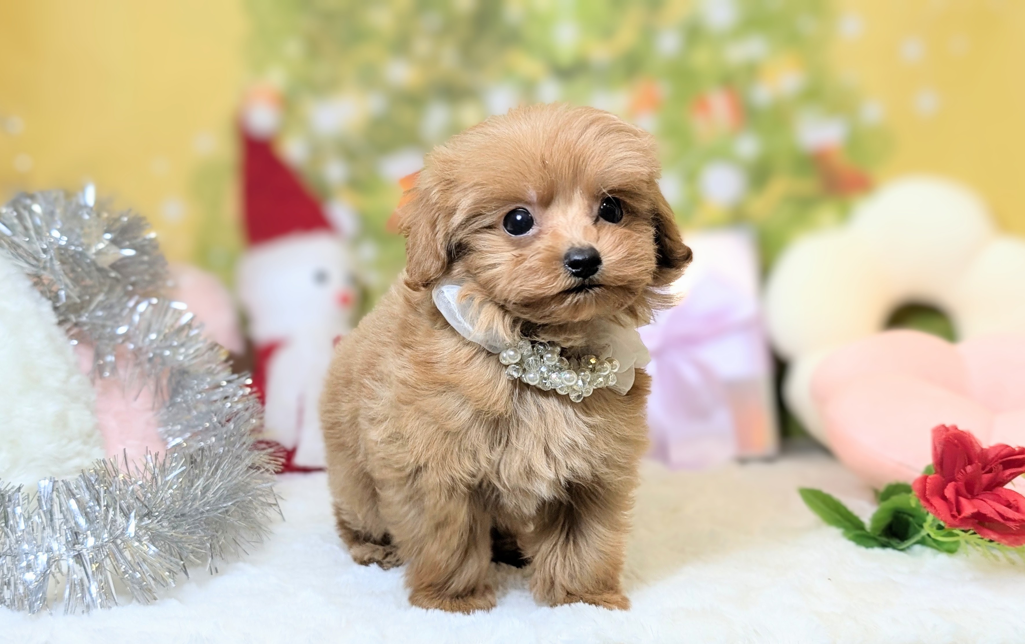 兵庫県のトイプードル(トイ) (ペッツワン神戸西神南店/2025年10月23日生まれ/男の子/オレンジフォーン)の子犬の3枚目の画像