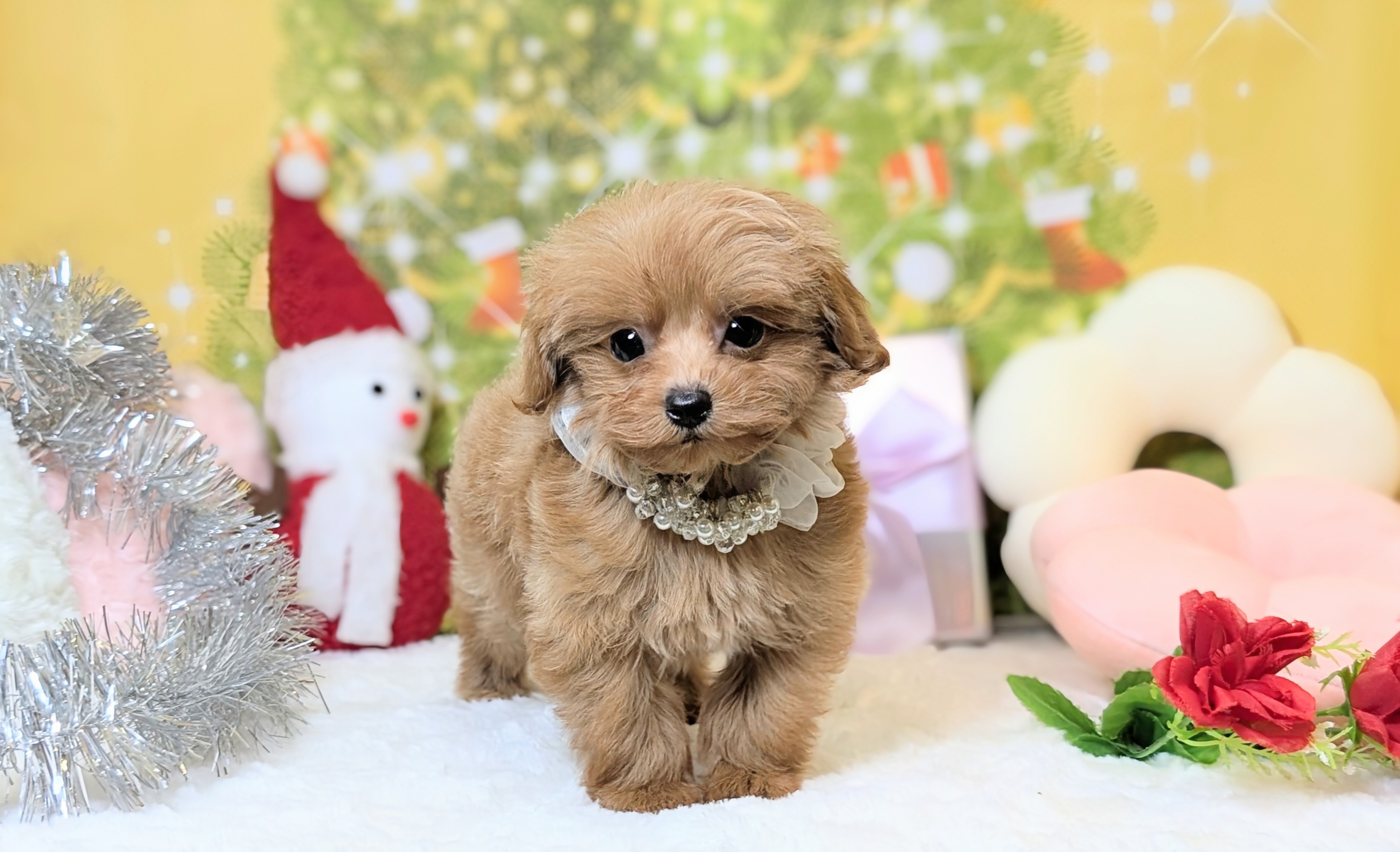 兵庫県のトイプードル(トイ) (ペッツワン神戸西神南店/2025年10月23日生まれ/男の子/オレンジフォーン)の子犬の1枚目の画像