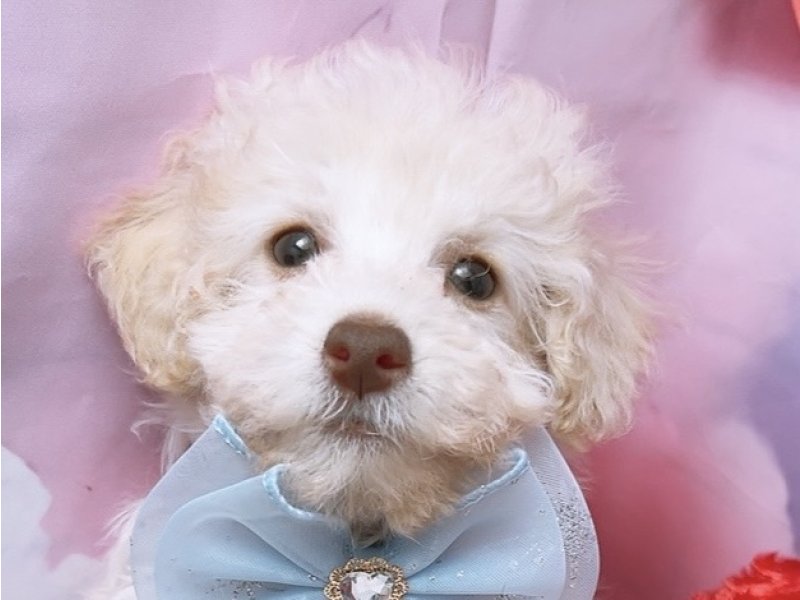 沖縄県のトイプードル(トイ) (ペッツワンFCあがり浜店/2025年7月27日生まれ/男の子/クリーム)の子犬