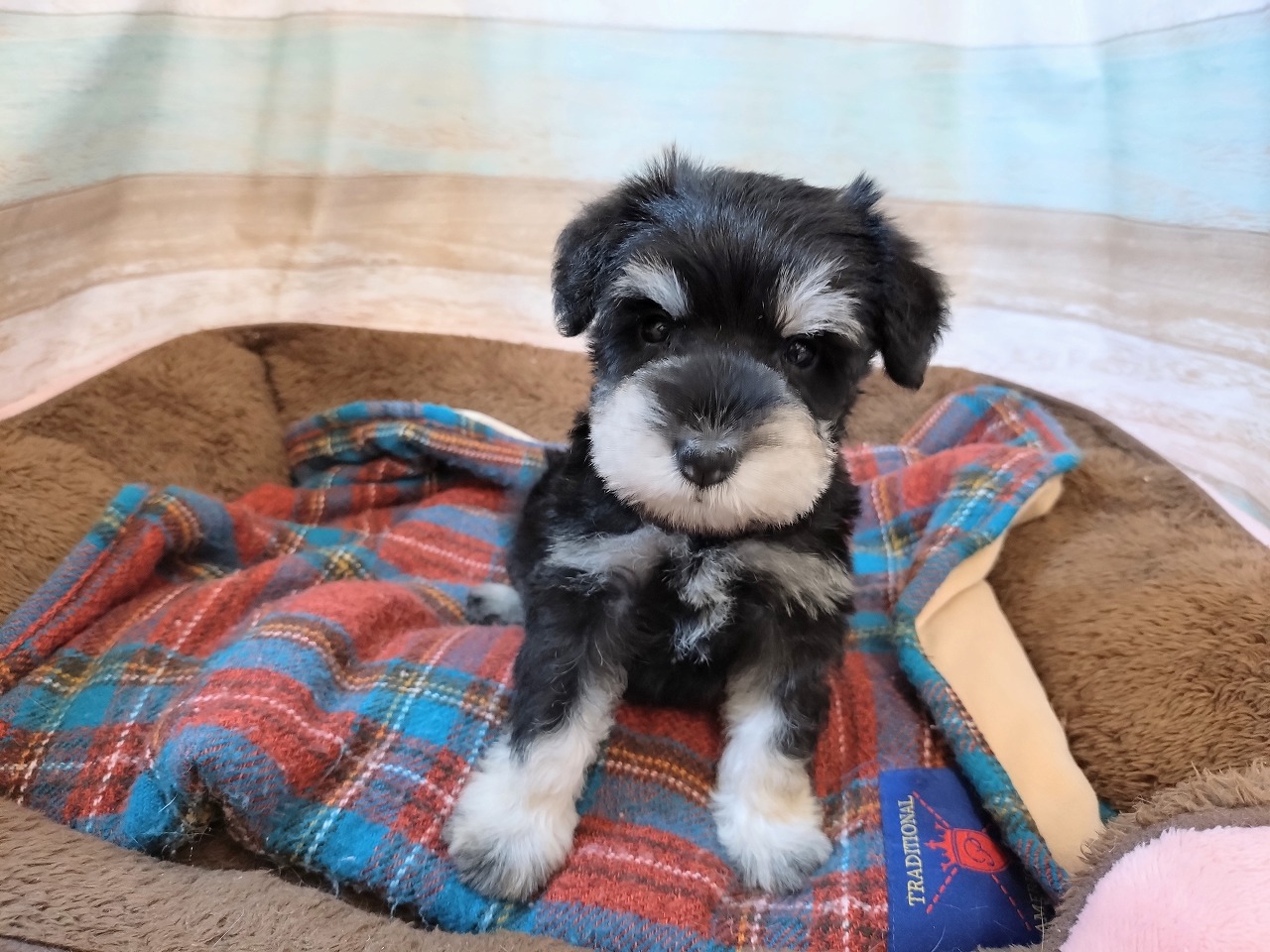 群馬県のミニチュアシュナウザー (ペッツワン青柳店/2025年10月19日生まれ/女の子/ブラックシルバー)の子犬