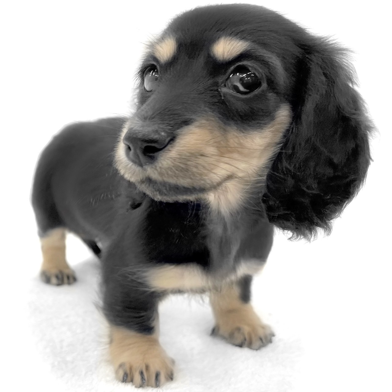 神奈川県のミニチュアダックスフンド(ロング) (ペッツワン城山店/2025年10月22日生まれ/女の子/ブラックタン)の子犬