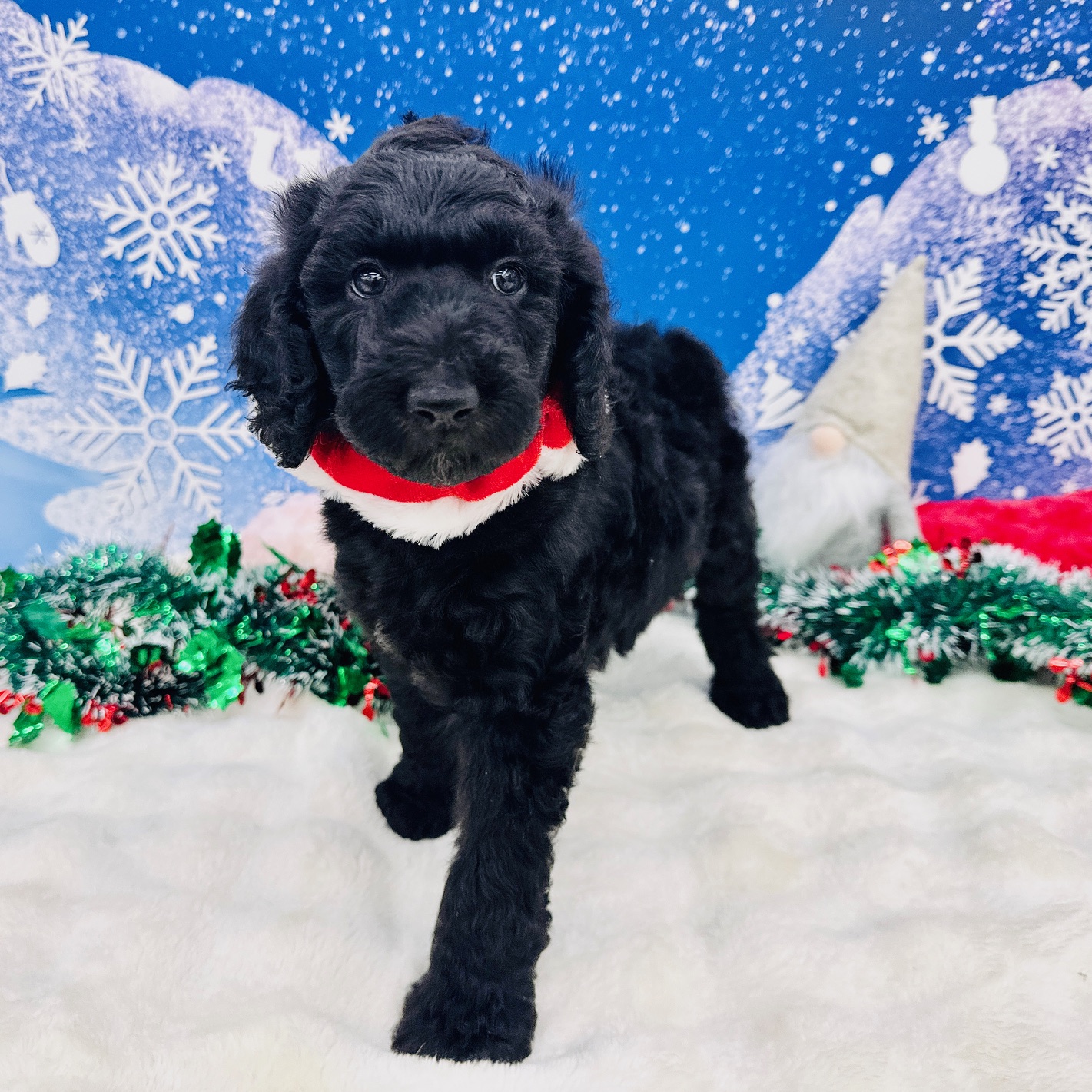 兵庫県のスタンダードプードル (ペッツワン神戸深江浜店/2025年10月20日生まれ/女の子/ブラック)の子犬の2枚目の画像