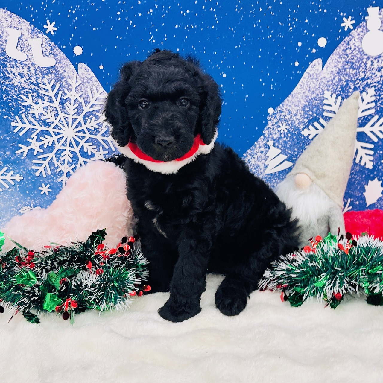 兵庫県のスタンダードプードル (ペッツワン神戸深江浜店/2025年10月20日生まれ/女の子/ブラック)の子犬の1枚目の画像