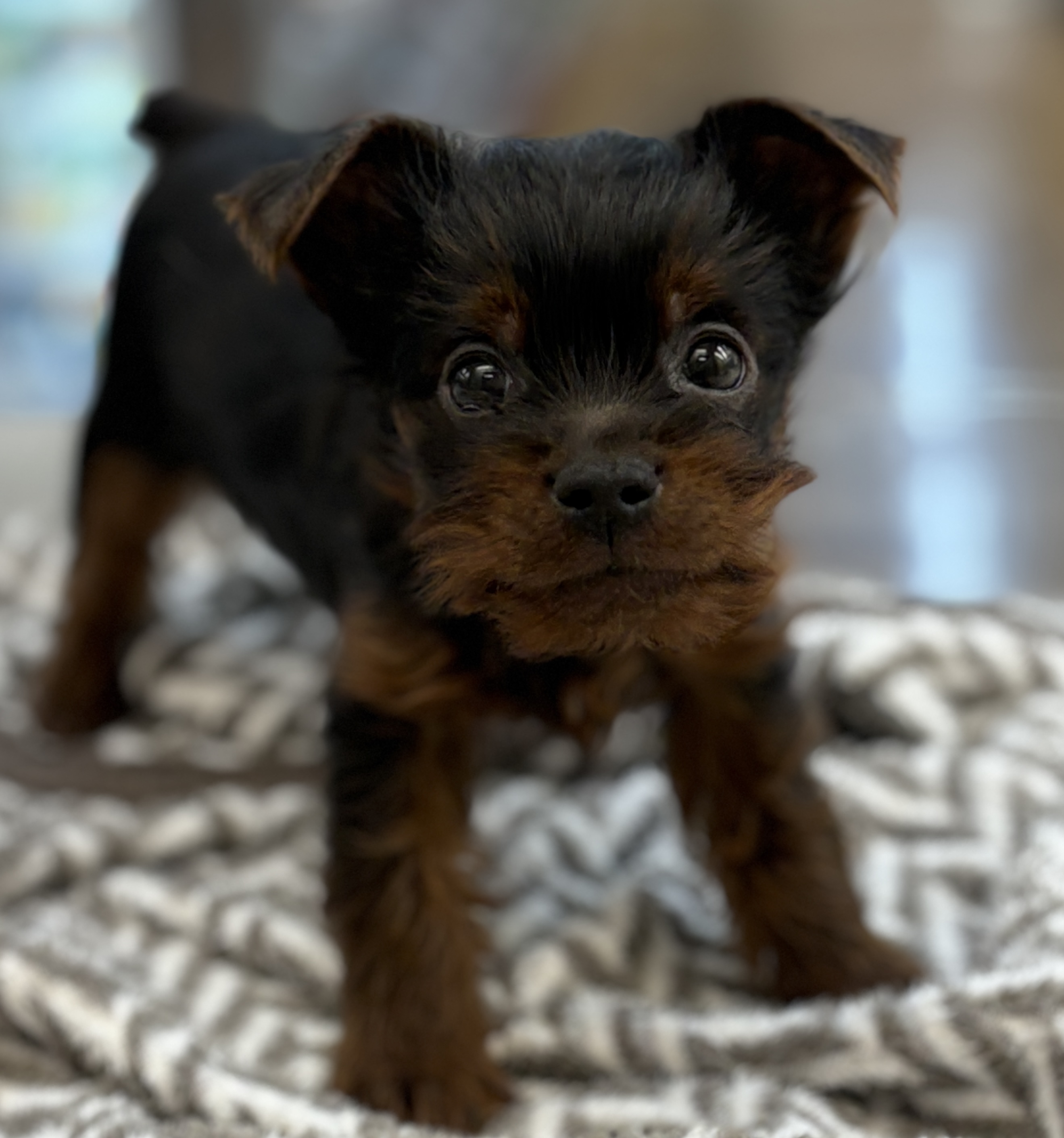 千葉県のヨークシャーテリア (ペッツワン八街店/2025年10月17日生まれ/男の子/スチールブルータン)の子犬