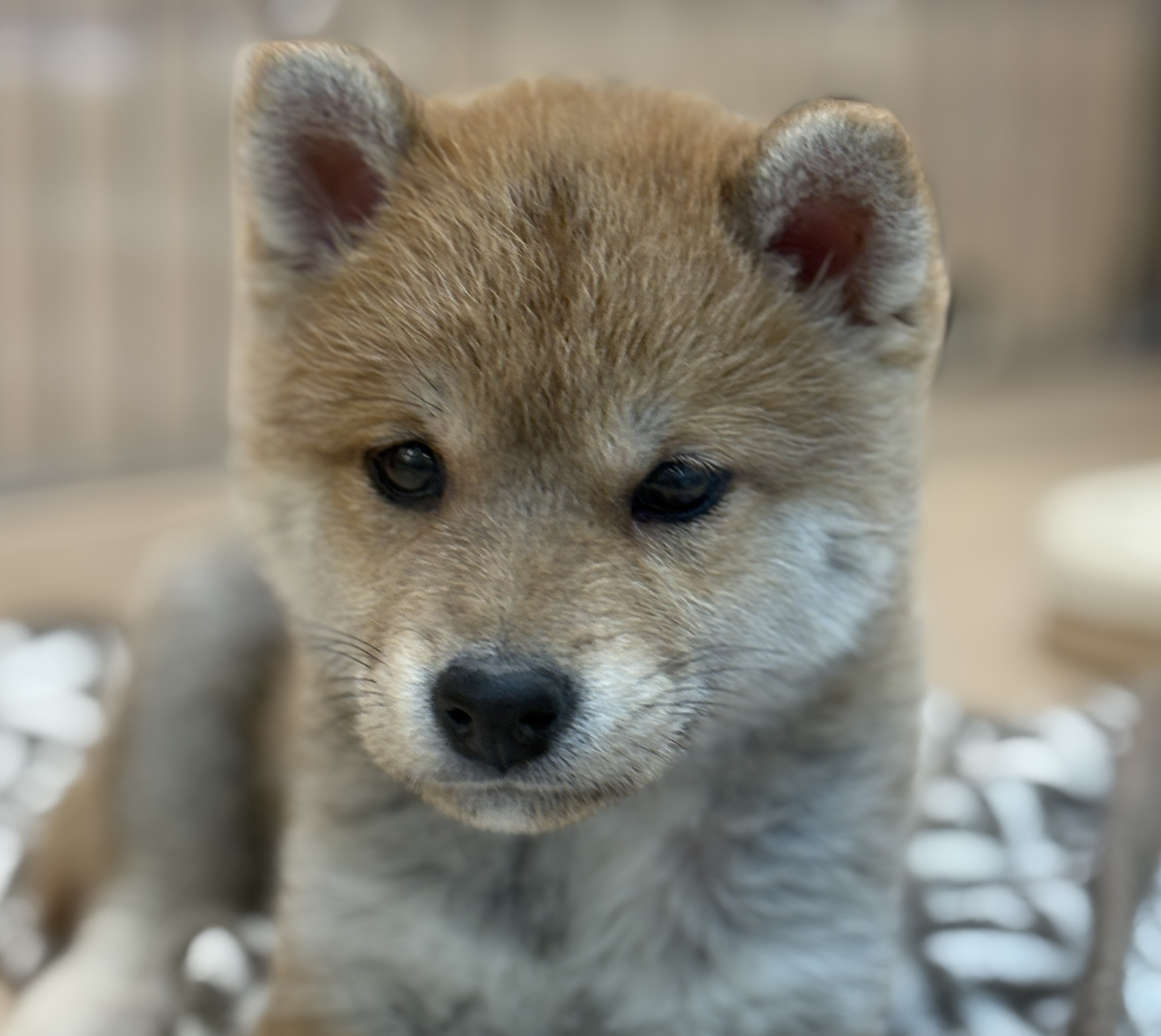 千葉県の柴犬(標準サイズ) (ペッツワン八街店/2025年10月18日生まれ/女の子/赤)の子犬