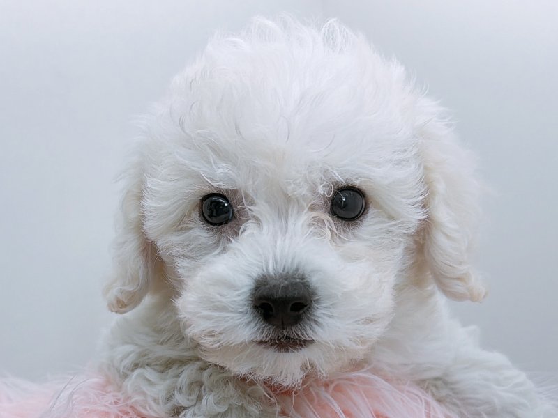 愛知県のハーフ犬・ミックス犬 (ペッツワン小牧店/2025年10月22日生まれ/男の子/ホワイト)の子犬