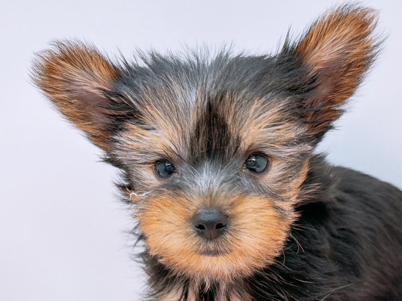 愛知県のヨークシャーテリア (ペッツワン小牧店/2025年10月24日生まれ/男の子/スチールブルータン)の子犬