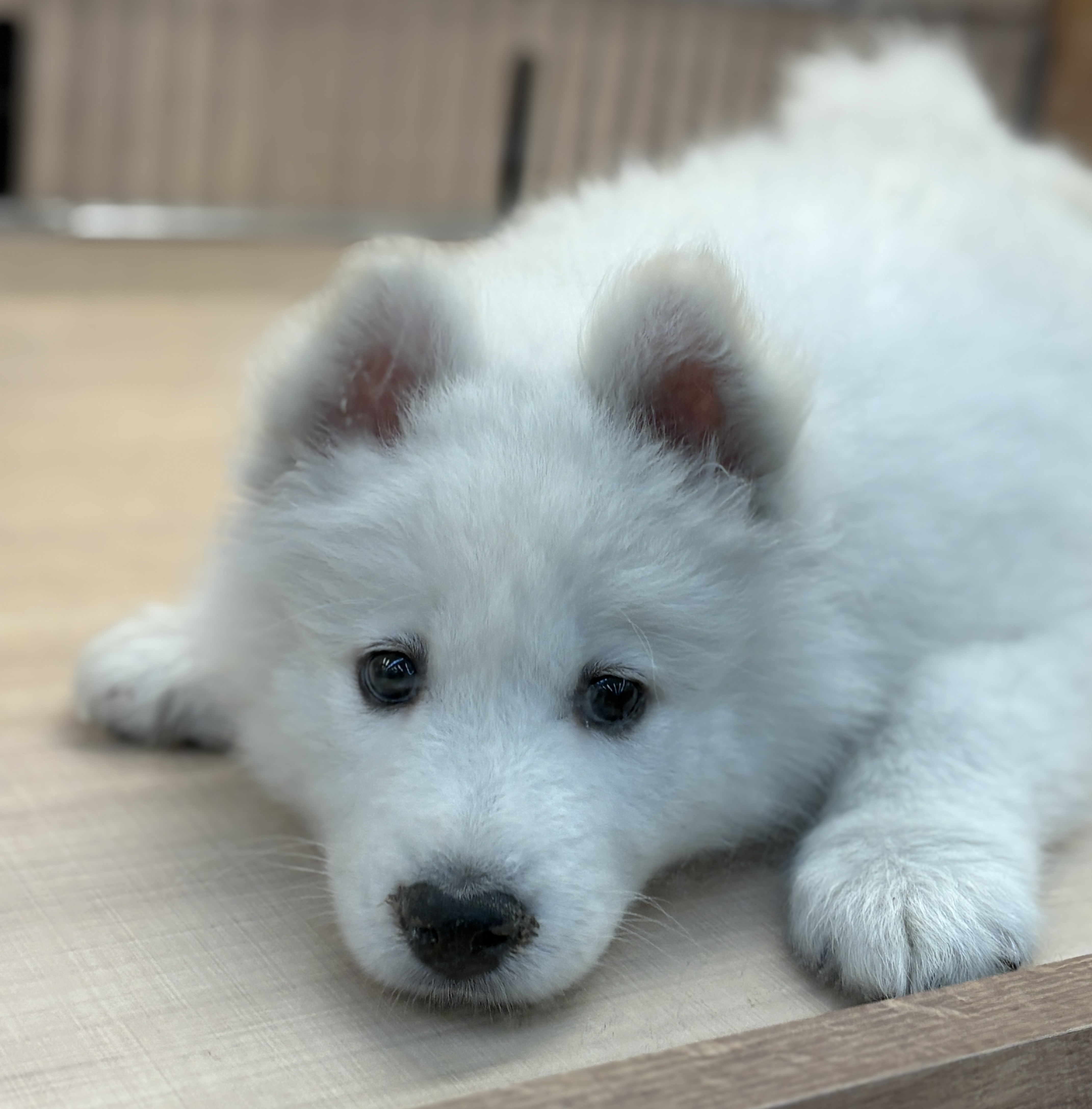 千葉県のサモエド (ペッツワン八街店/2025年10月14日生まれ/男の子/ホワイト)の子犬