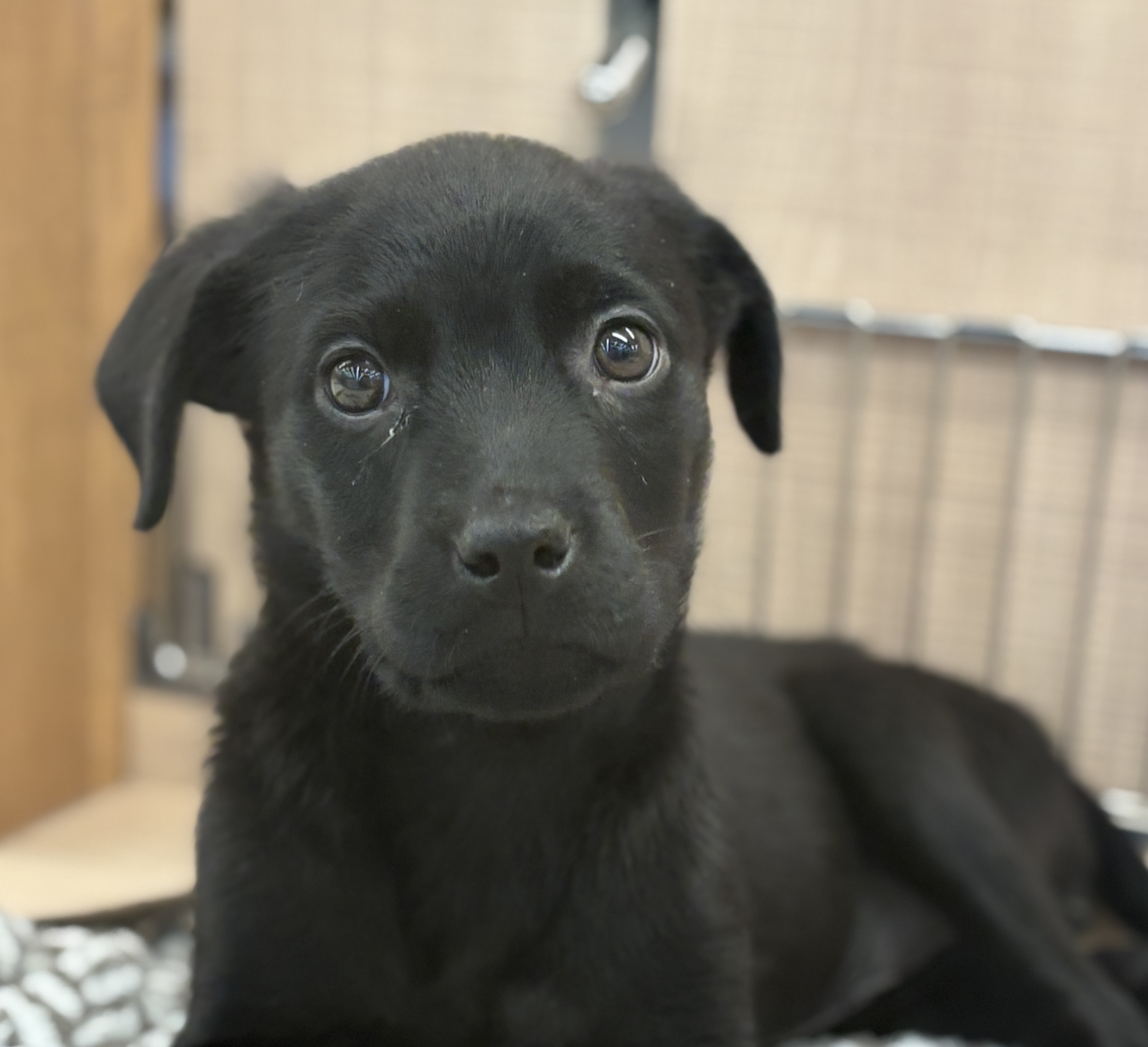 千葉県のハーフ犬・ミックス犬 (ペッツワン八街店/2025年10月11日生まれ/女の子/ブラック)の子犬