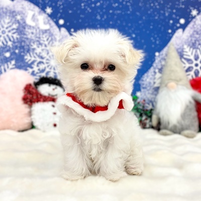 兵庫県のマルチーズ (ペッツワン神戸深江浜店/2025年10月6日生まれ/男の子/ホワイト)の子犬