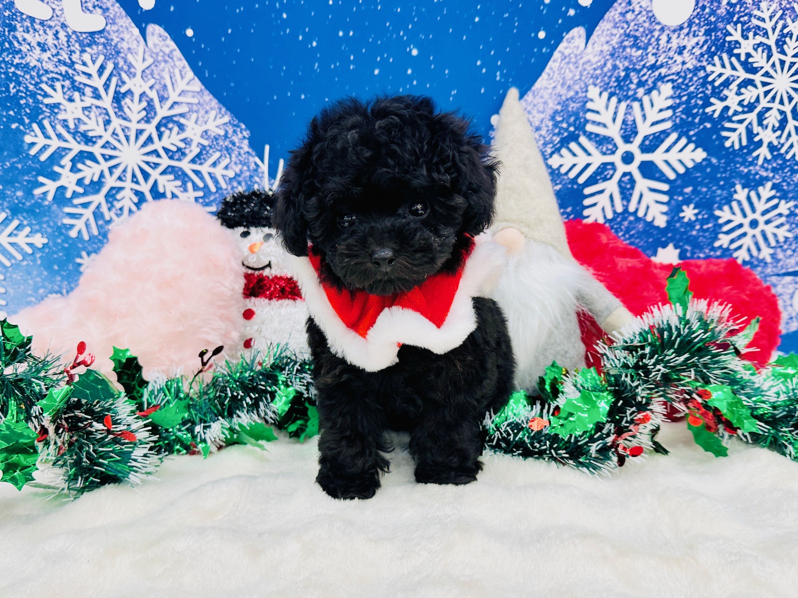 兵庫県のトイプードル(トイ) (ペッツワン神戸深江浜店/2025年10月22日生まれ/女の子/ブラック)の子犬の1枚目の画像