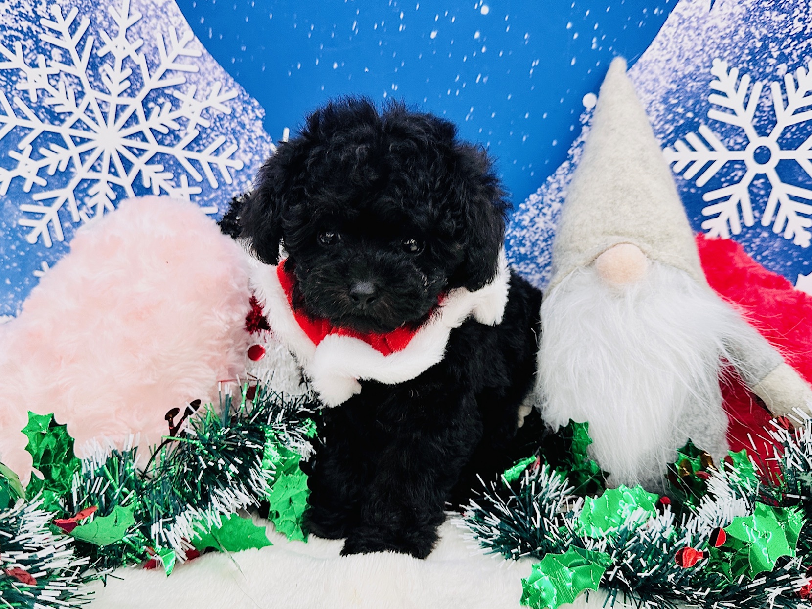 兵庫県のトイプードル(トイ) (ペッツワン神戸深江浜店/2025年10月22日生まれ/女の子/ブラック)の子犬の3枚目の画像