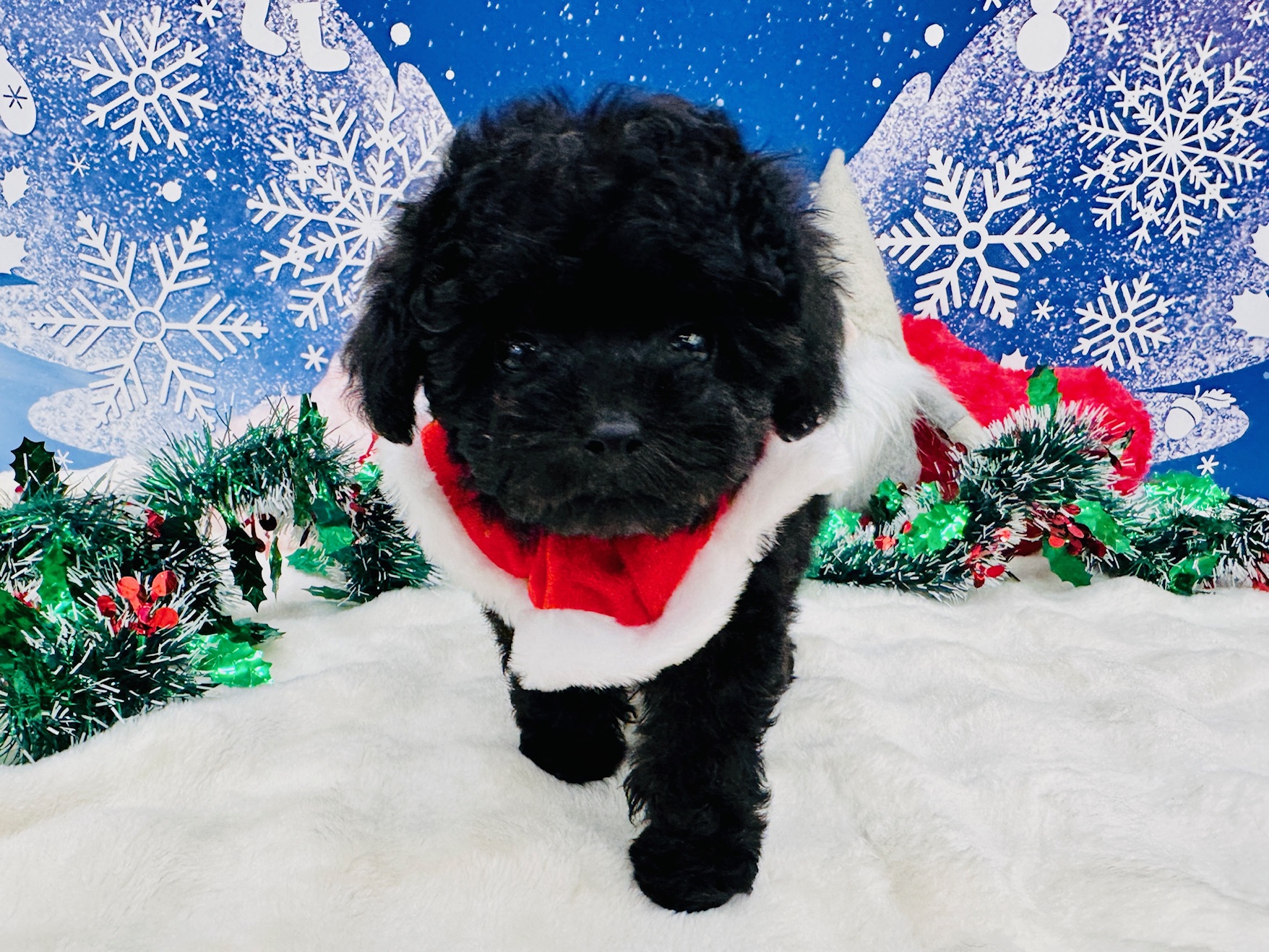 兵庫県のトイプードル(トイ) (ペッツワン神戸深江浜店/2025年10月22日生まれ/女の子/ブラック)の子犬の2枚目の画像