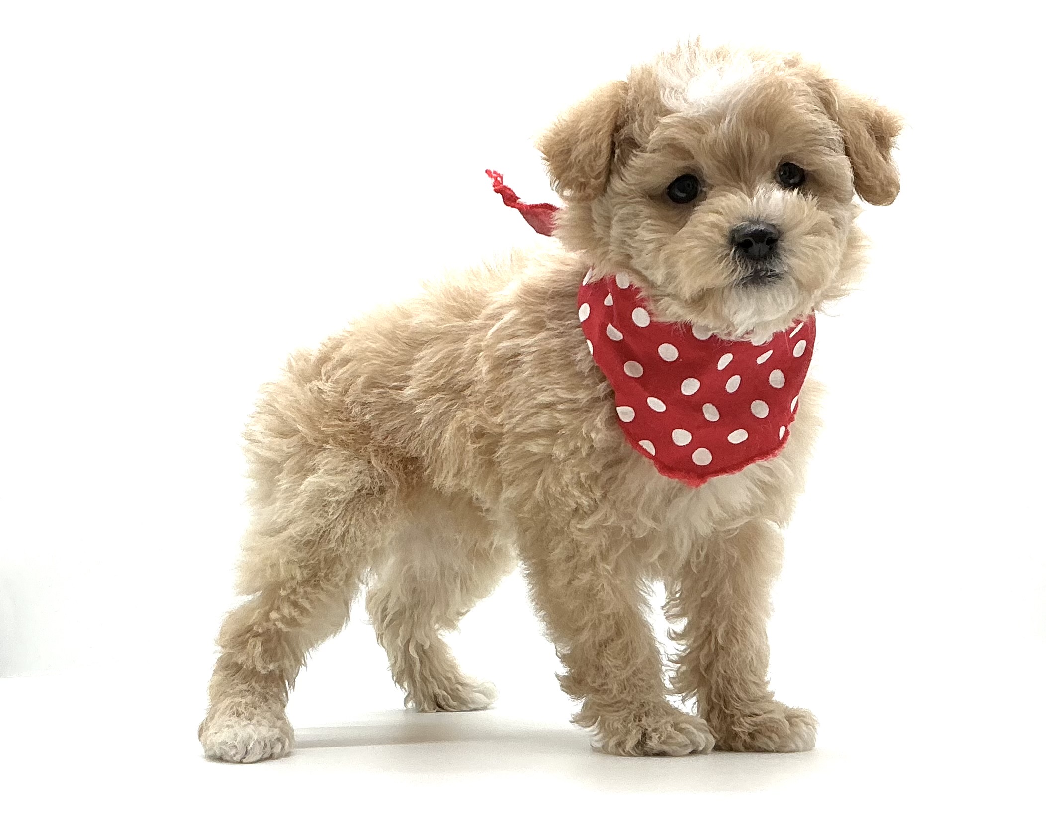 埼玉県のハーフ犬・ミックス犬 (ペッツワン鶴ヶ島店/2025年10月5日生まれ/男の子/アプリコット)の子犬の2枚目の画像