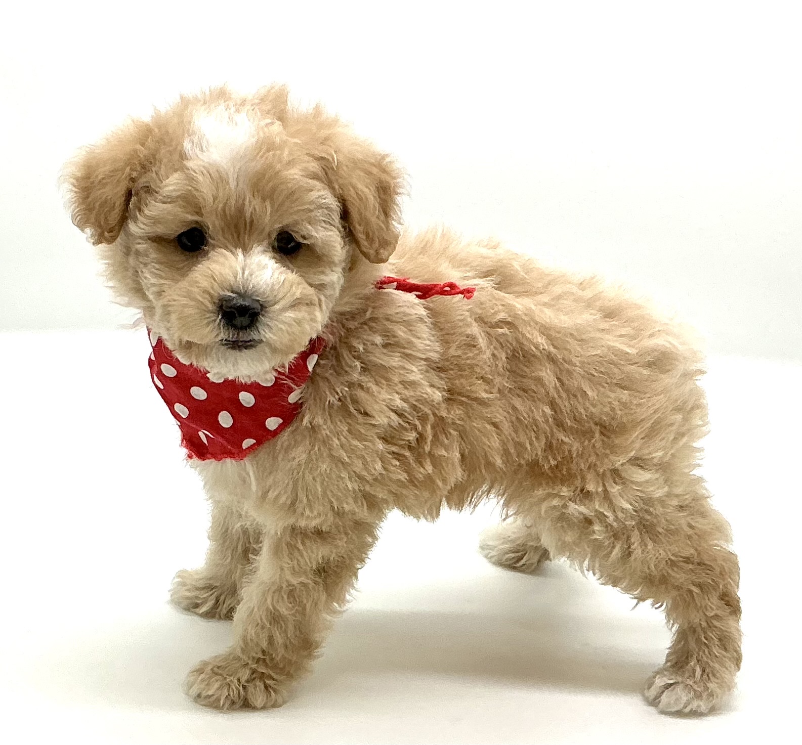 埼玉県のハーフ犬・ミックス犬 (ペッツワン鶴ヶ島店/2025年10月5日生まれ/男の子/アプリコット)の子犬の3枚目の画像