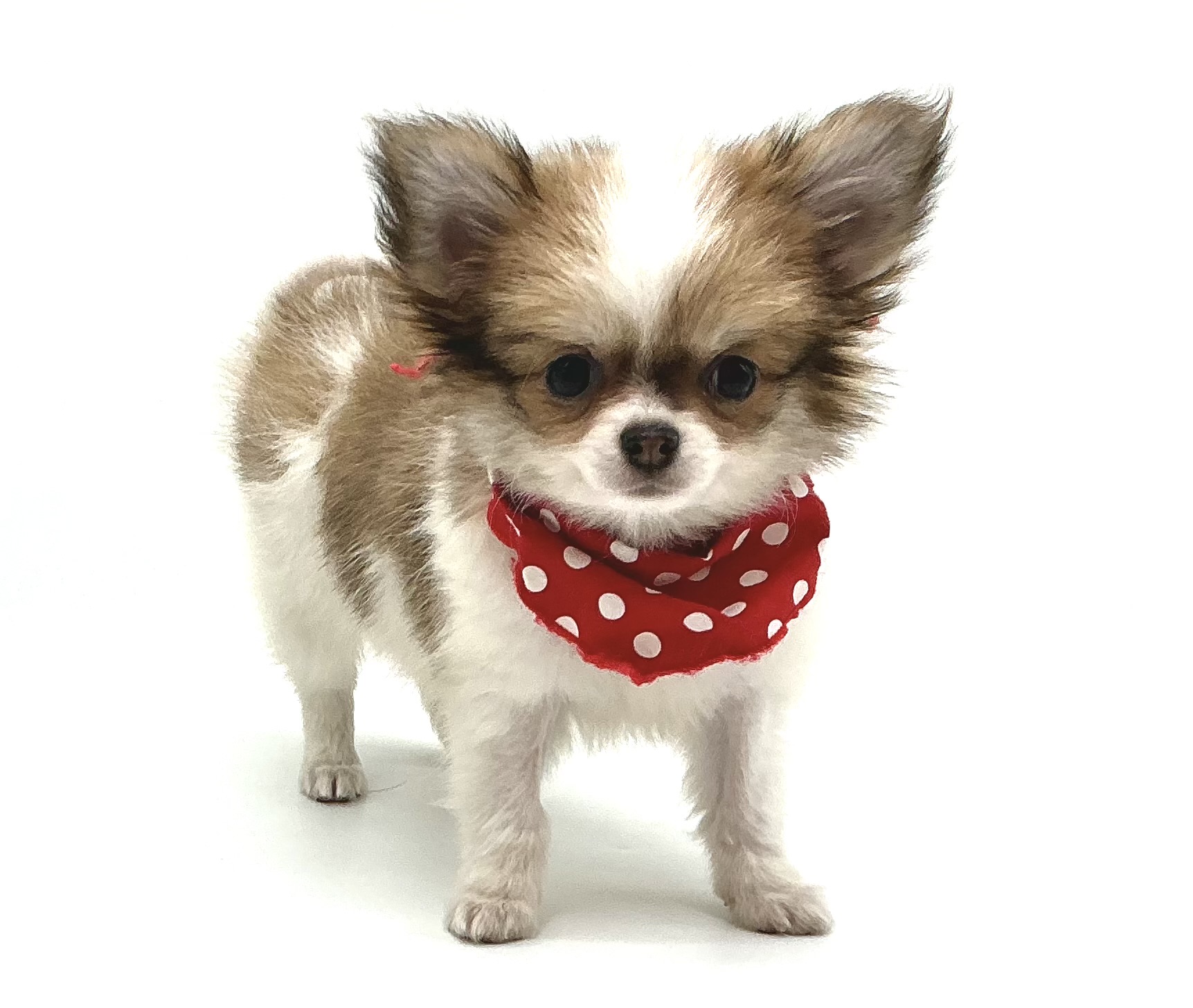 埼玉県のハーフ犬・ミックス犬 (ペッツワン鶴ヶ島店/2025年9月29日生まれ/女の子/レッドホワイト)の子犬の2枚目の画像