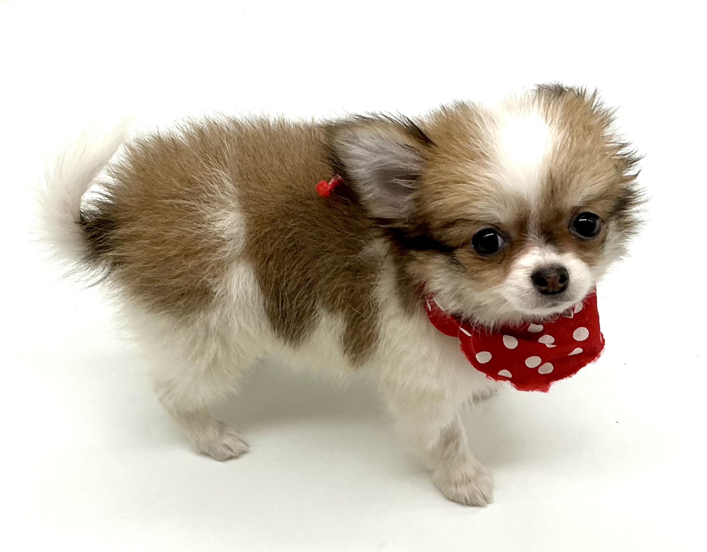 埼玉県のハーフ犬・ミックス犬 (ペッツワン鶴ヶ島店/2025年9月29日生まれ/女の子/レッドホワイト)の子犬の3枚目の画像