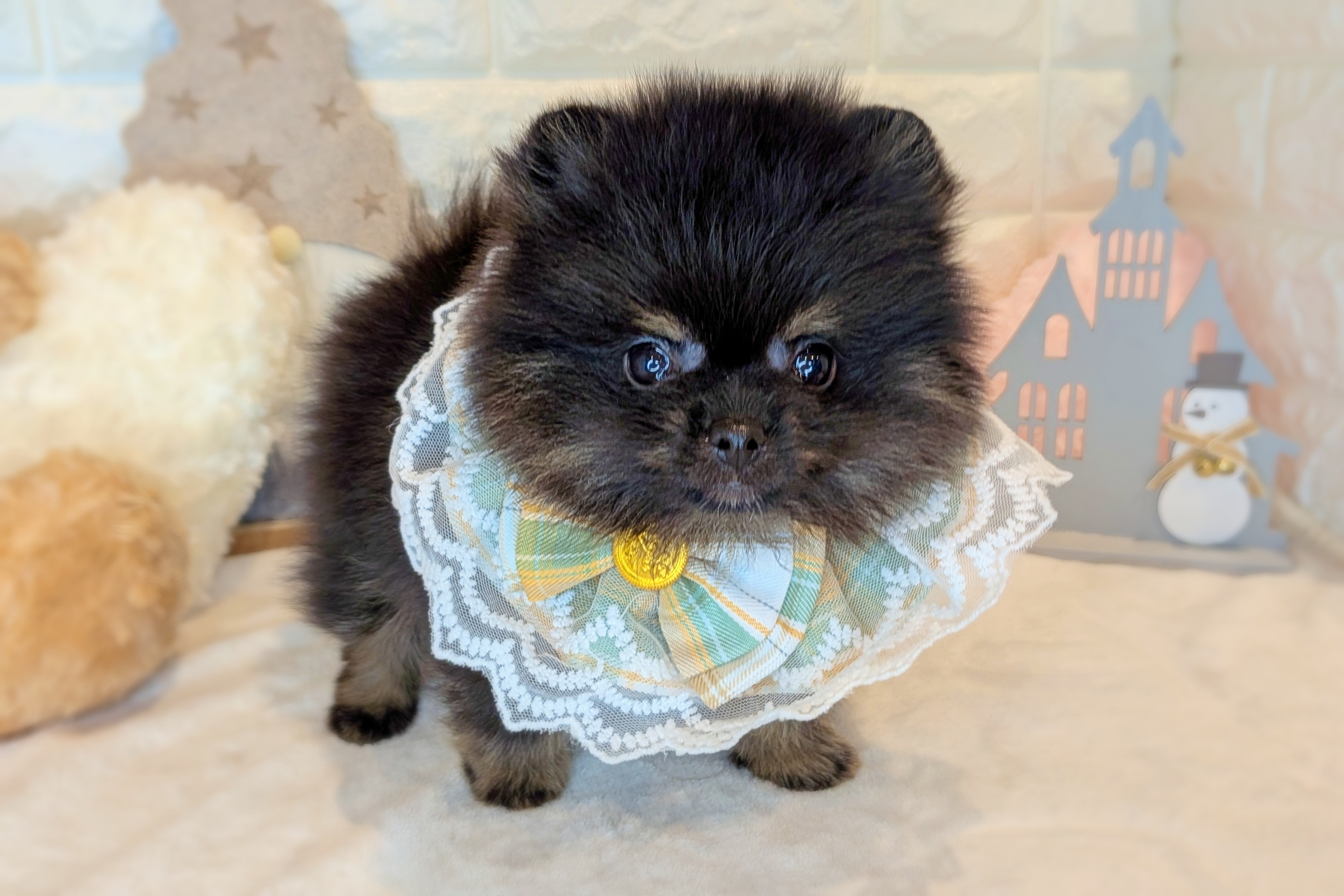 京都府のポメラニアン (ペッツワン亀岡店/2025年10月22日生まれ/男の子/ブラックタン)の子犬の3枚目の画像