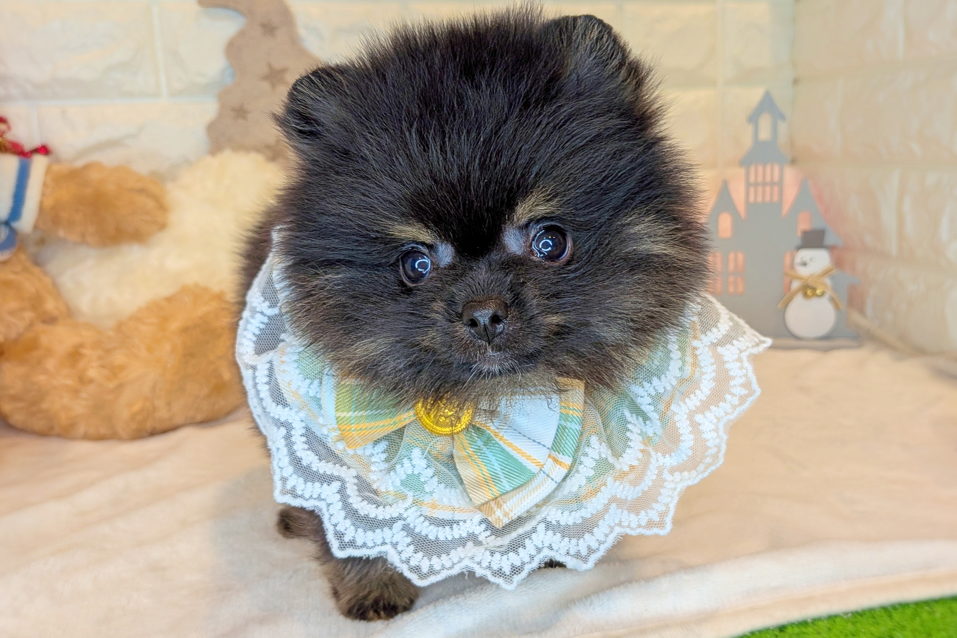 京都府のポメラニアン (ペッツワン亀岡店/2025年10月22日生まれ/男の子/ブラックタン)の子犬の2枚目の画像