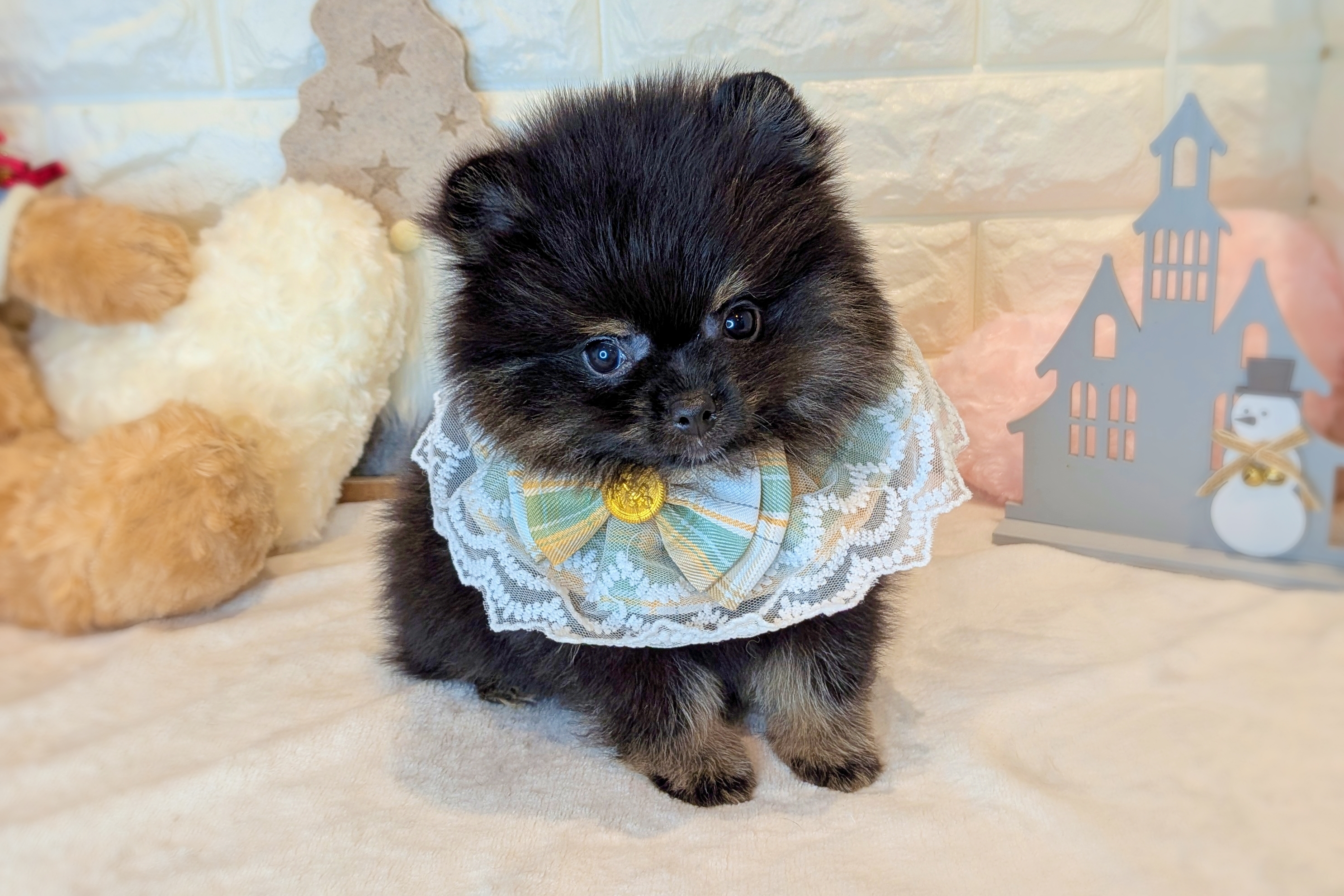 京都府のポメラニアン (ペッツワン亀岡店/2025年10月22日生まれ/男の子/ブラックタン)の子犬の1枚目の画像