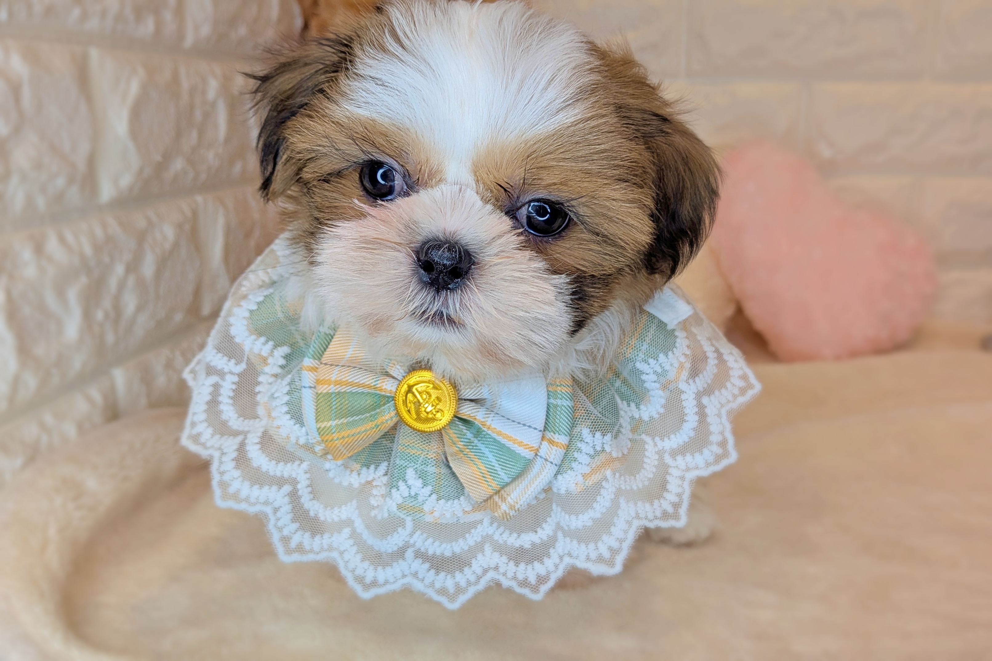 京都府のシーズー (ペッツワン亀岡店/2025年10月15日生まれ/女の子/ゴールドホワイト)の子犬の3枚目の画像