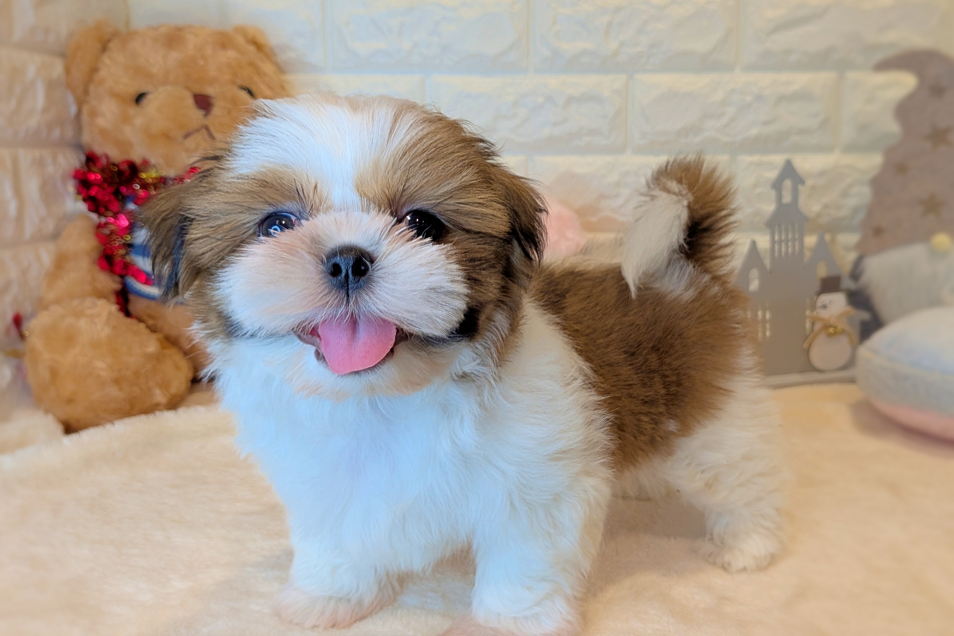 京都府のシーズー (ペッツワン亀岡店/2025年10月15日生まれ/女の子/ゴールドホワイト)の子犬の2枚目の画像