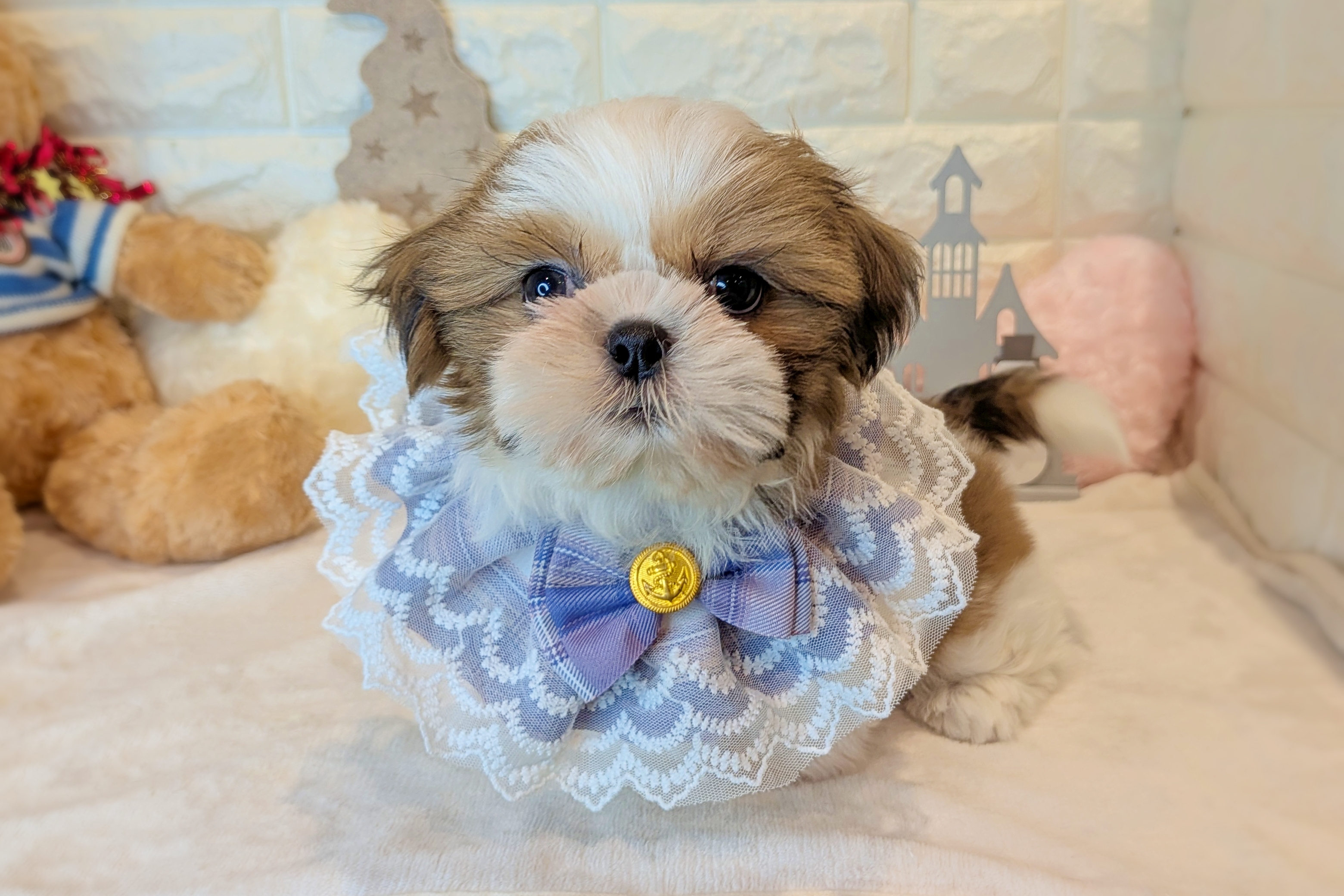 京都府のシーズー (ペッツワン亀岡店/2025年10月15日生まれ/女の子/ゴールドホワイト)の子犬の1枚目の画像