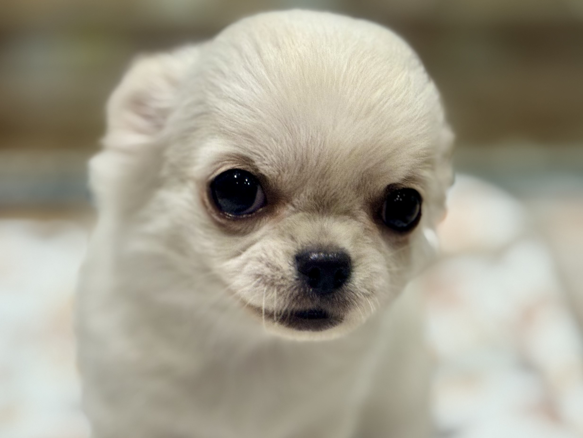 愛知県のチワワ(ロング) (ペッツワン名古屋堀田店/2025年10月12日生まれ/女の子/クリーム)の子犬の1枚目の画像