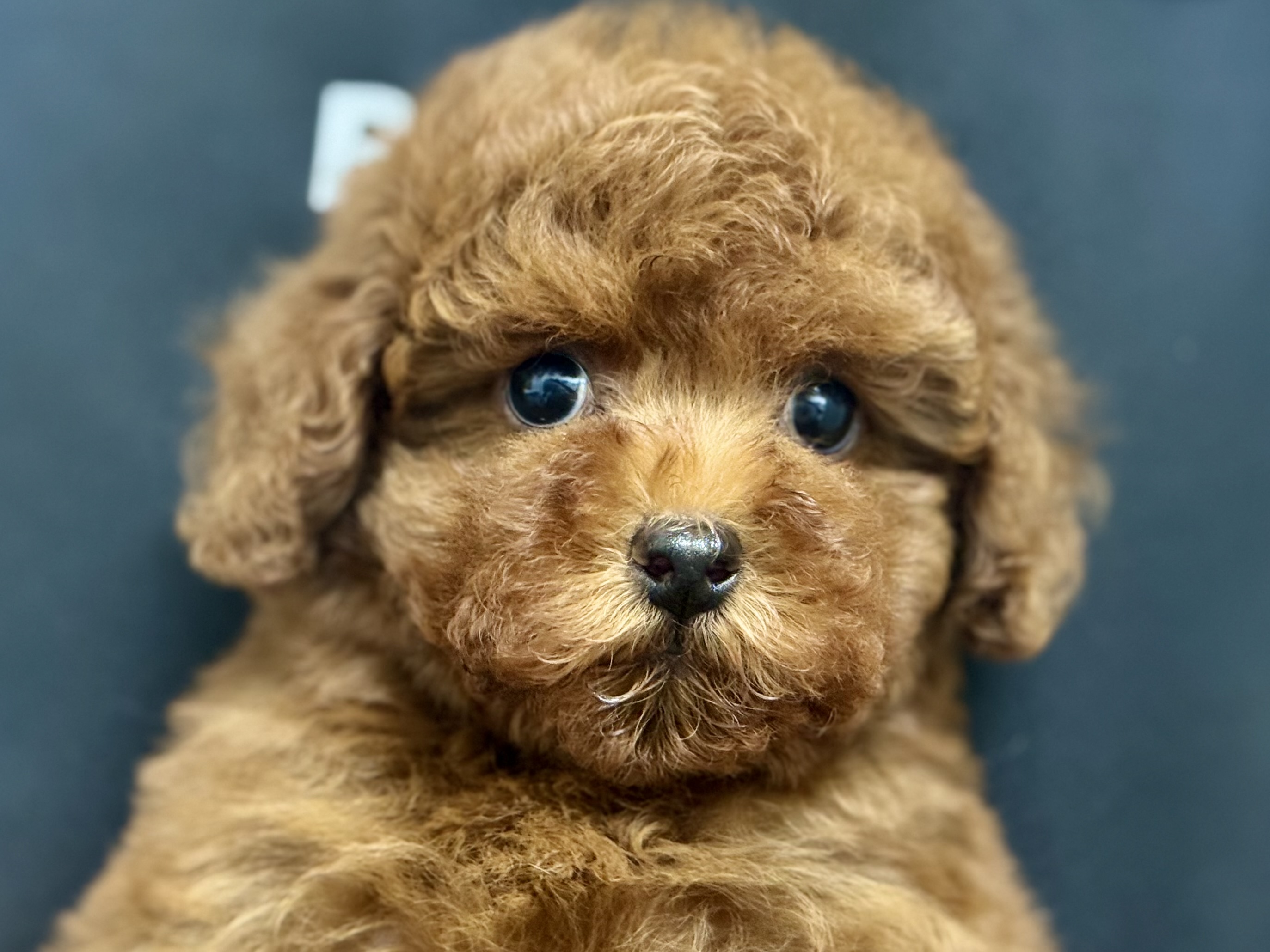 愛知県のトイプードル(トイ) (ペッツワン名古屋堀田店/2025年10月25日生まれ/女の子/レッド)の子犬