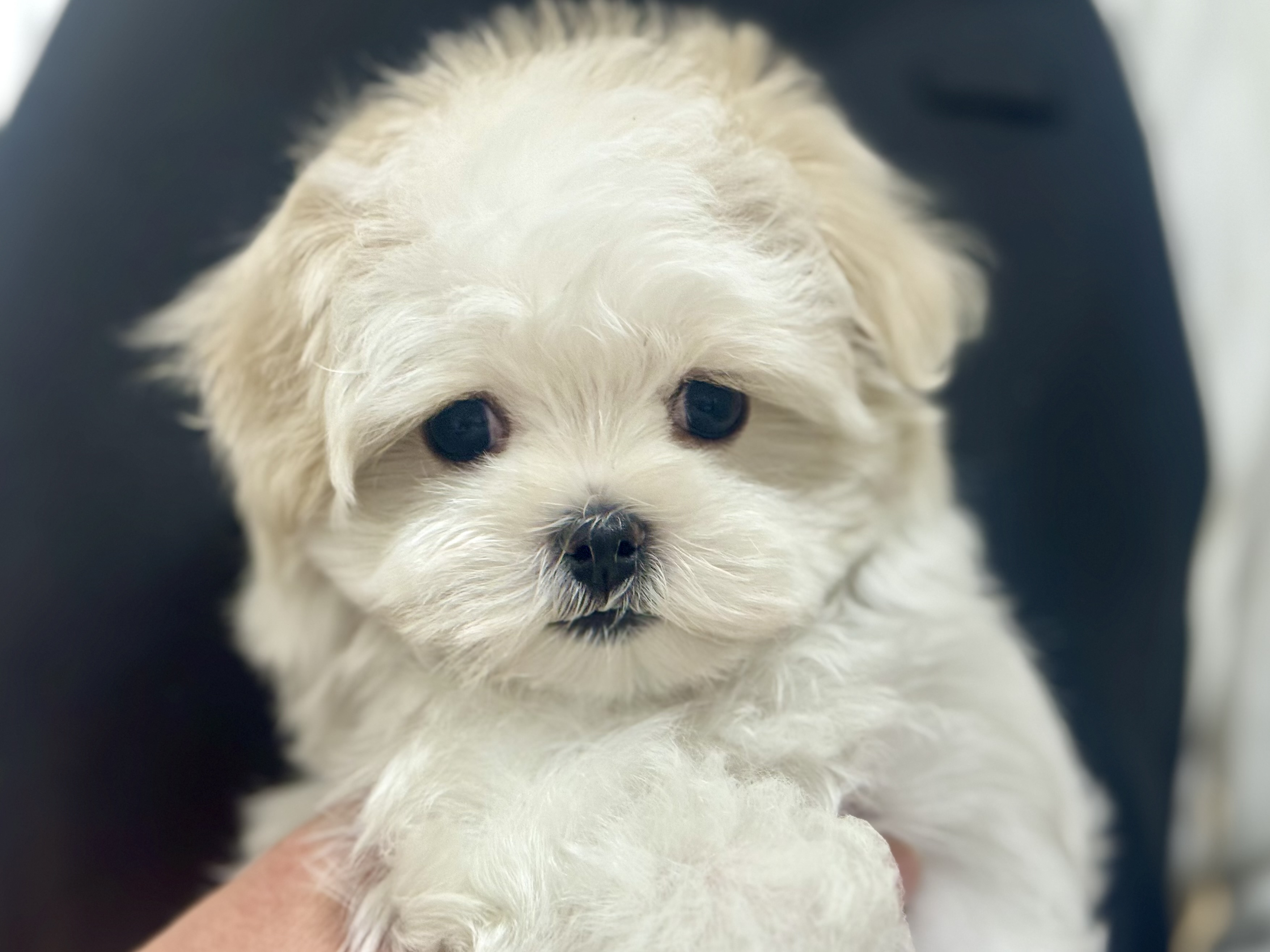 愛知県のマルチーズ (ペッツワン名古屋堀田店/2025年10月22日生まれ/女の子/ホワイト)の子犬