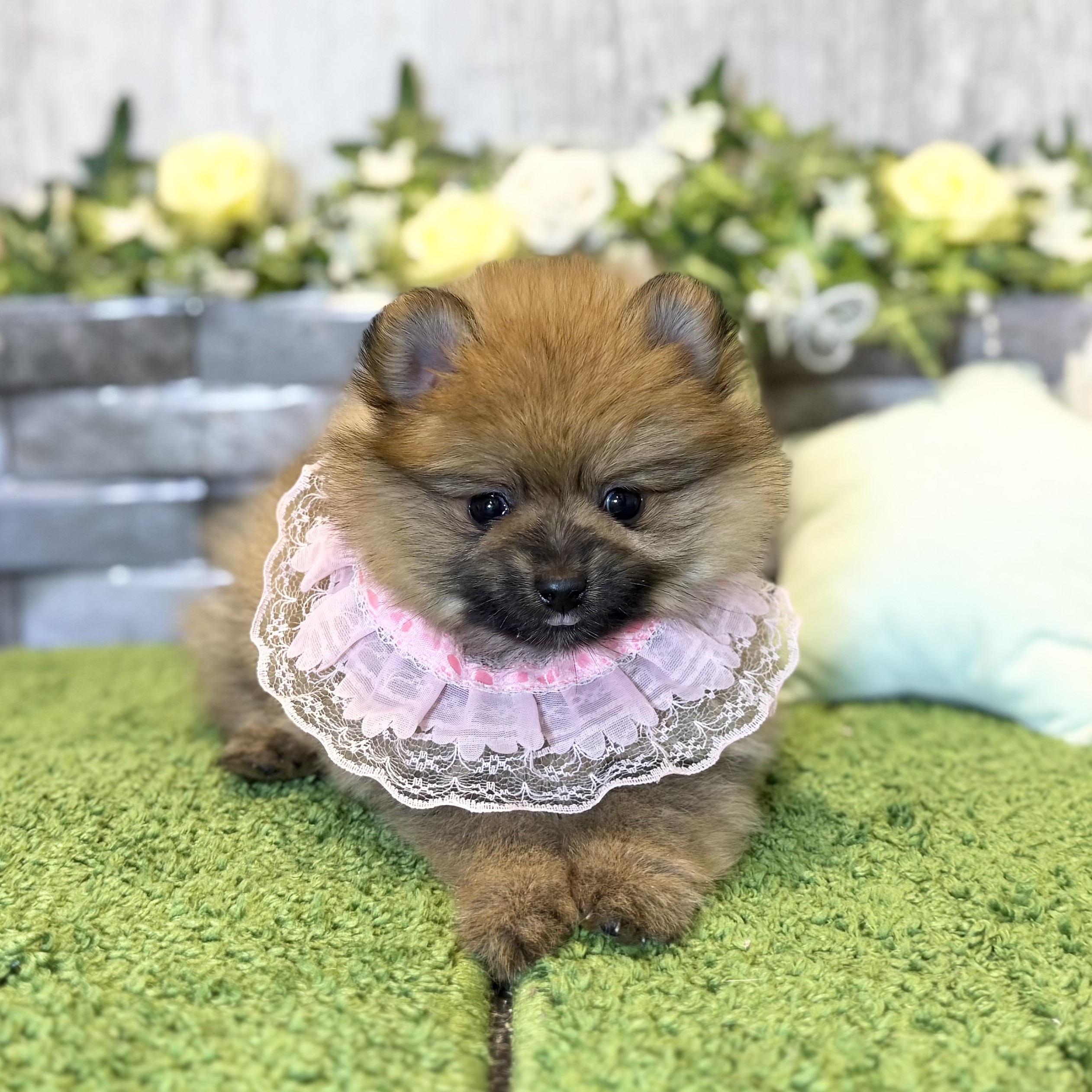 兵庫県のポメラニアン (ペッツワン姫路大津店/2025年10月17日生まれ/女の子/オレンジ)の子犬