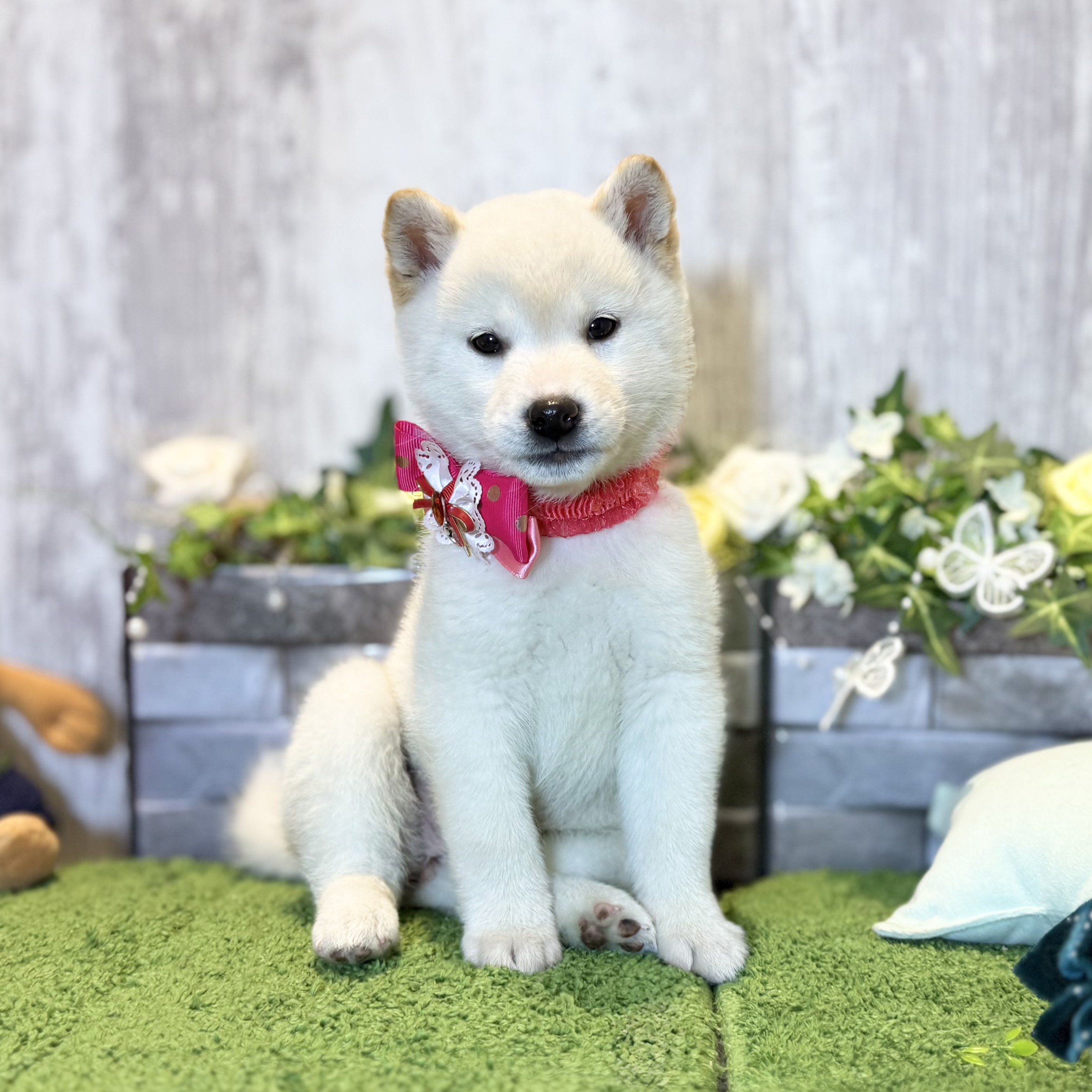 兵庫県の柴犬(標準サイズ) (ペッツワン姫路大津店/2025年10月17日生まれ/女の子/白)の子犬