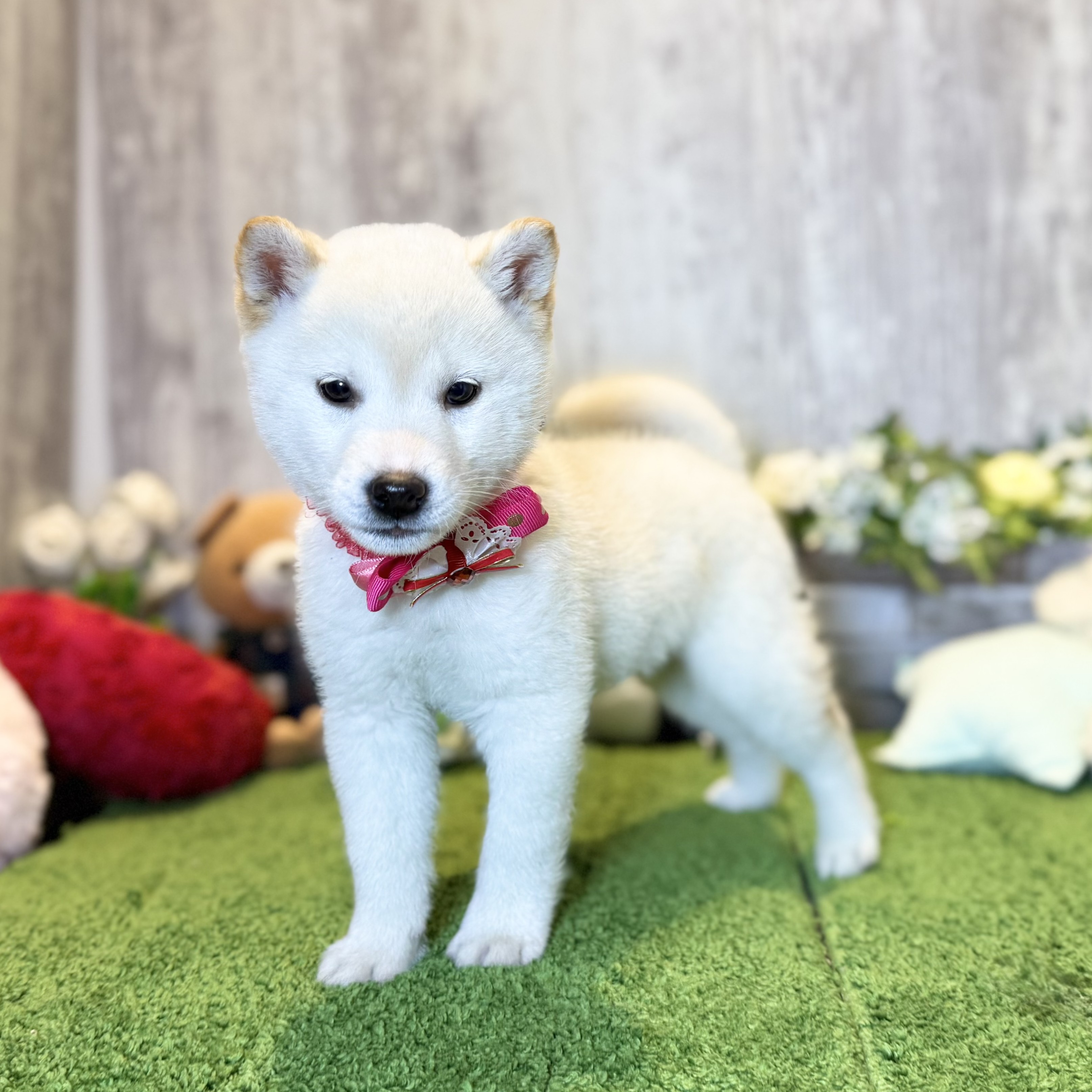 兵庫県の柴犬(標準サイズ) (ペッツワン姫路大津店/2025年10月17日生まれ/女の子/白)の子犬の2枚目の画像