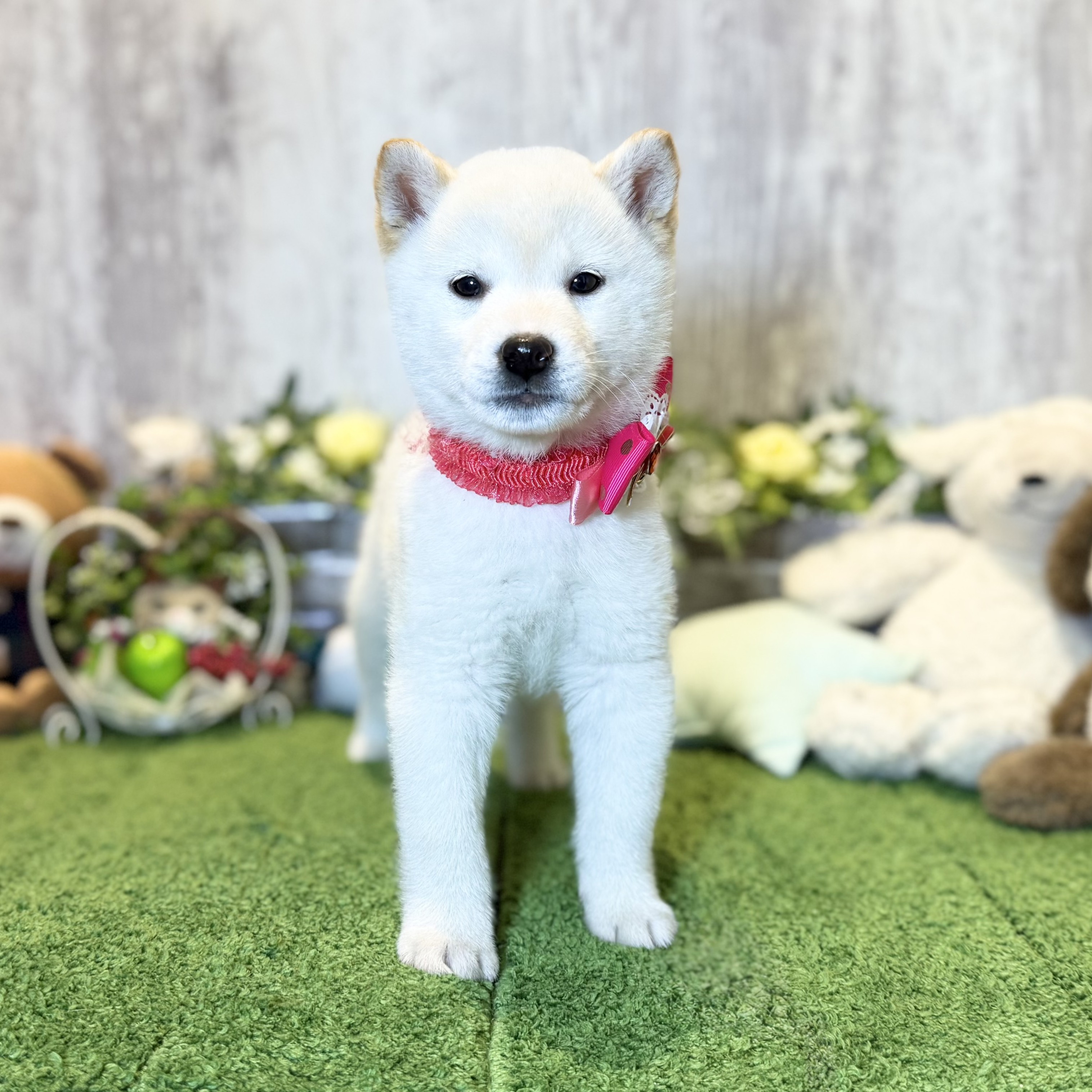 兵庫県の柴犬(標準サイズ) (ペッツワン姫路大津店/2025年10月17日生まれ/女の子/白)の子犬の3枚目の画像