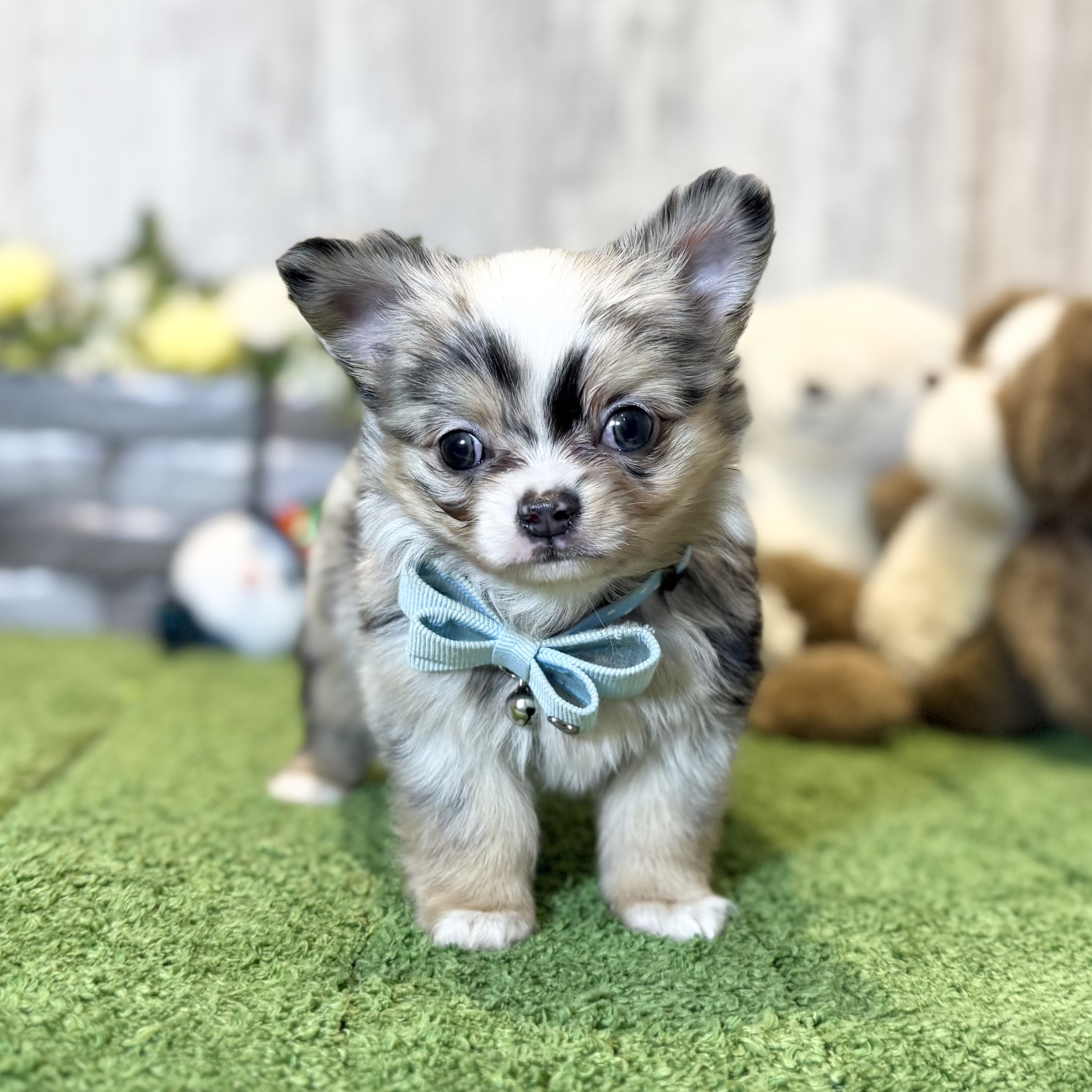 兵庫県のチワワ(ロング) (ペッツワン姫路大津店/2025年10月23日生まれ/男の子/ブルーマールホワイト)の子犬の1枚目の画像