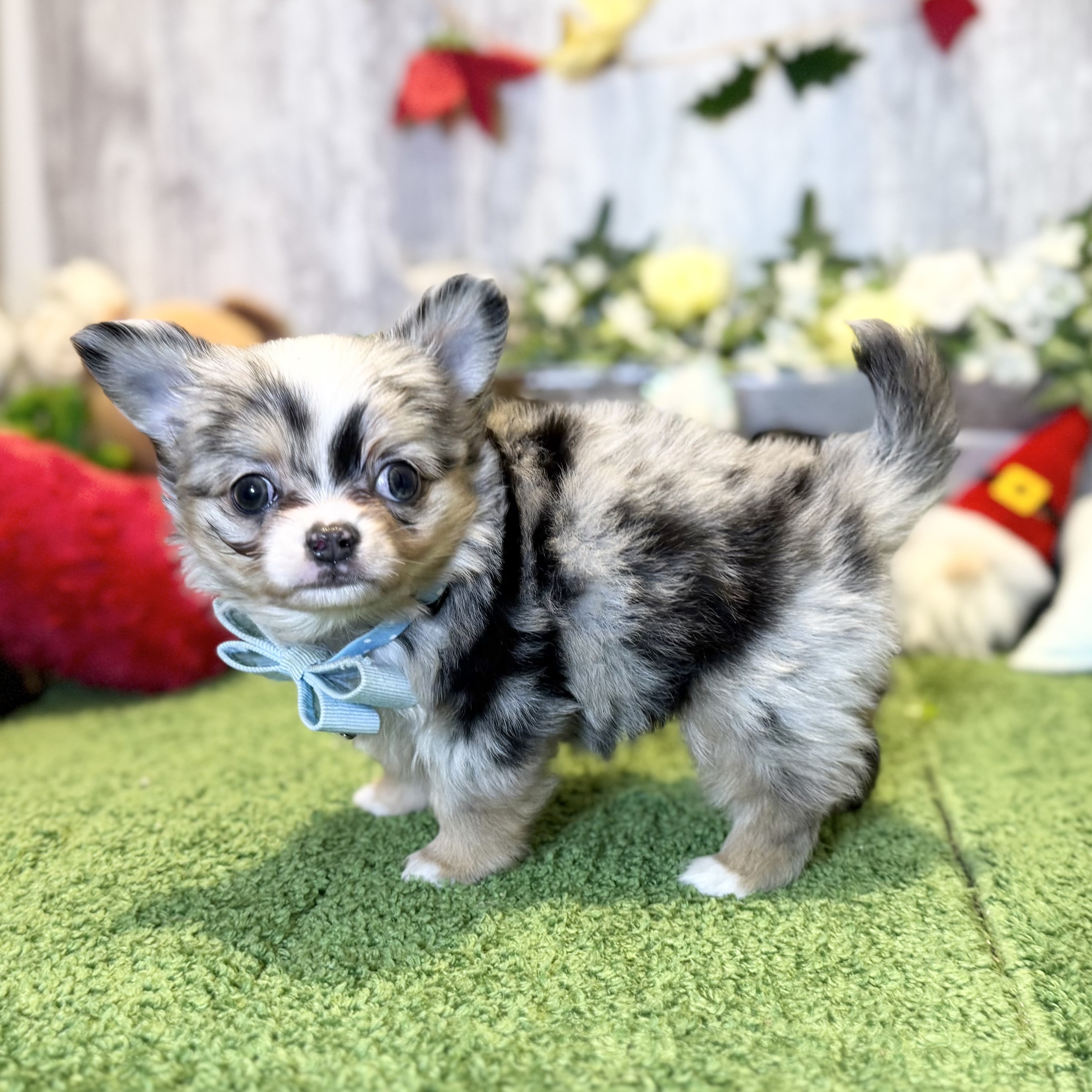 兵庫県のチワワ(ロング) (ペッツワン姫路大津店/2025年10月23日生まれ/男の子/ブルーマールホワイト)の子犬の2枚目の画像