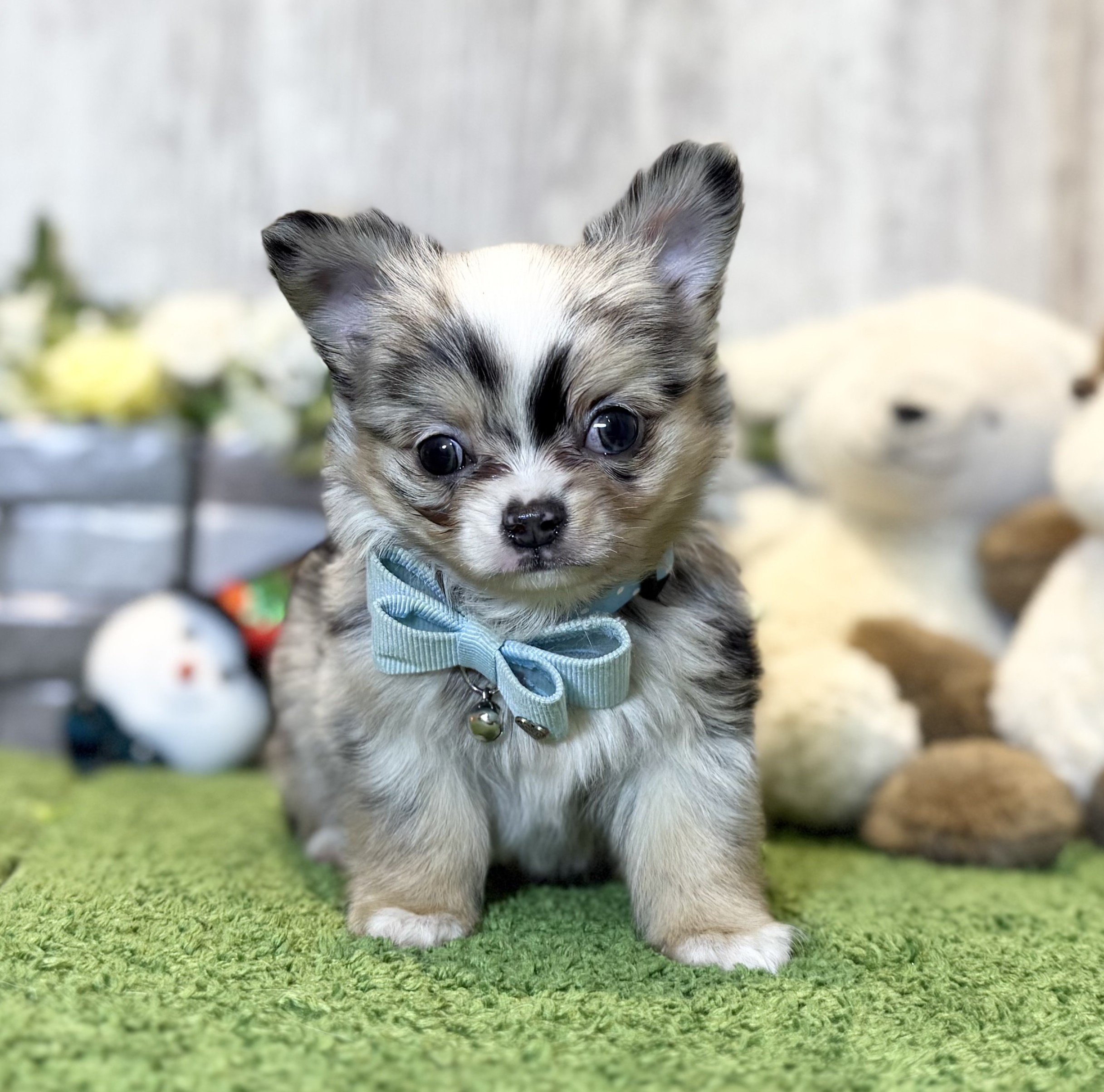 兵庫県のチワワ(ロング) (ペッツワン姫路大津店/2025年10月23日生まれ/男の子/ブルーマールホワイト)の子犬の3枚目の画像